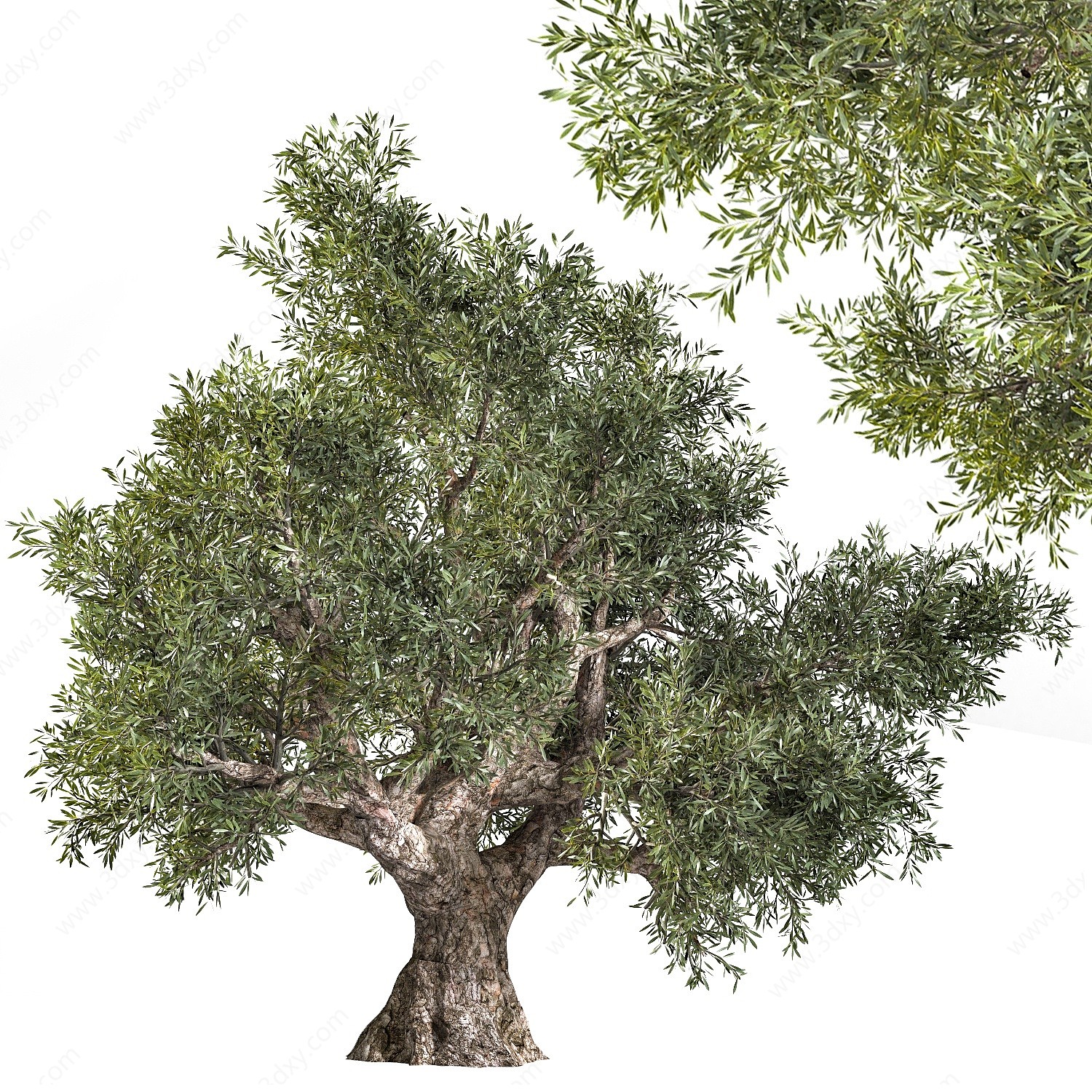 现代橄榄树3D模型