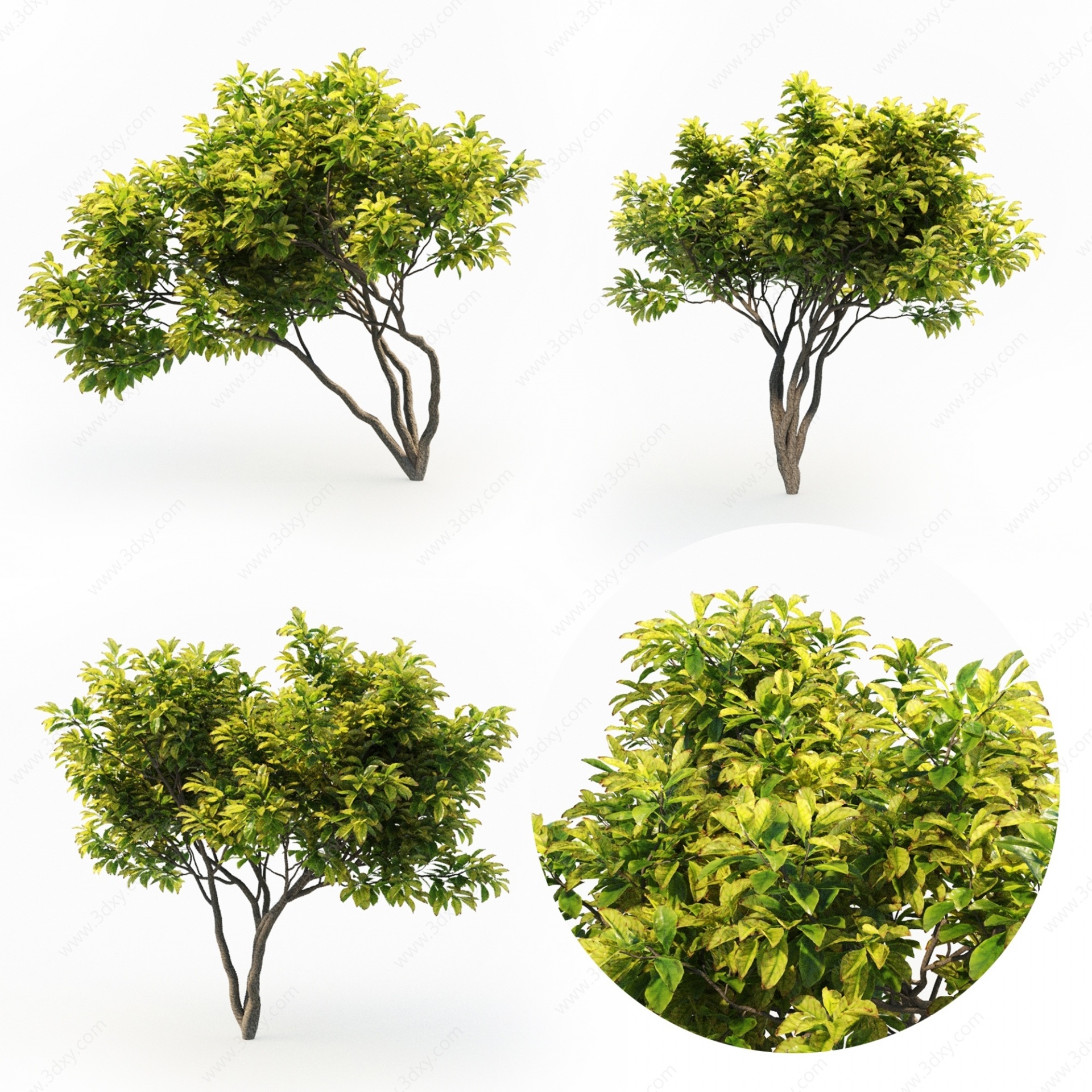 现代木兰树3D模型