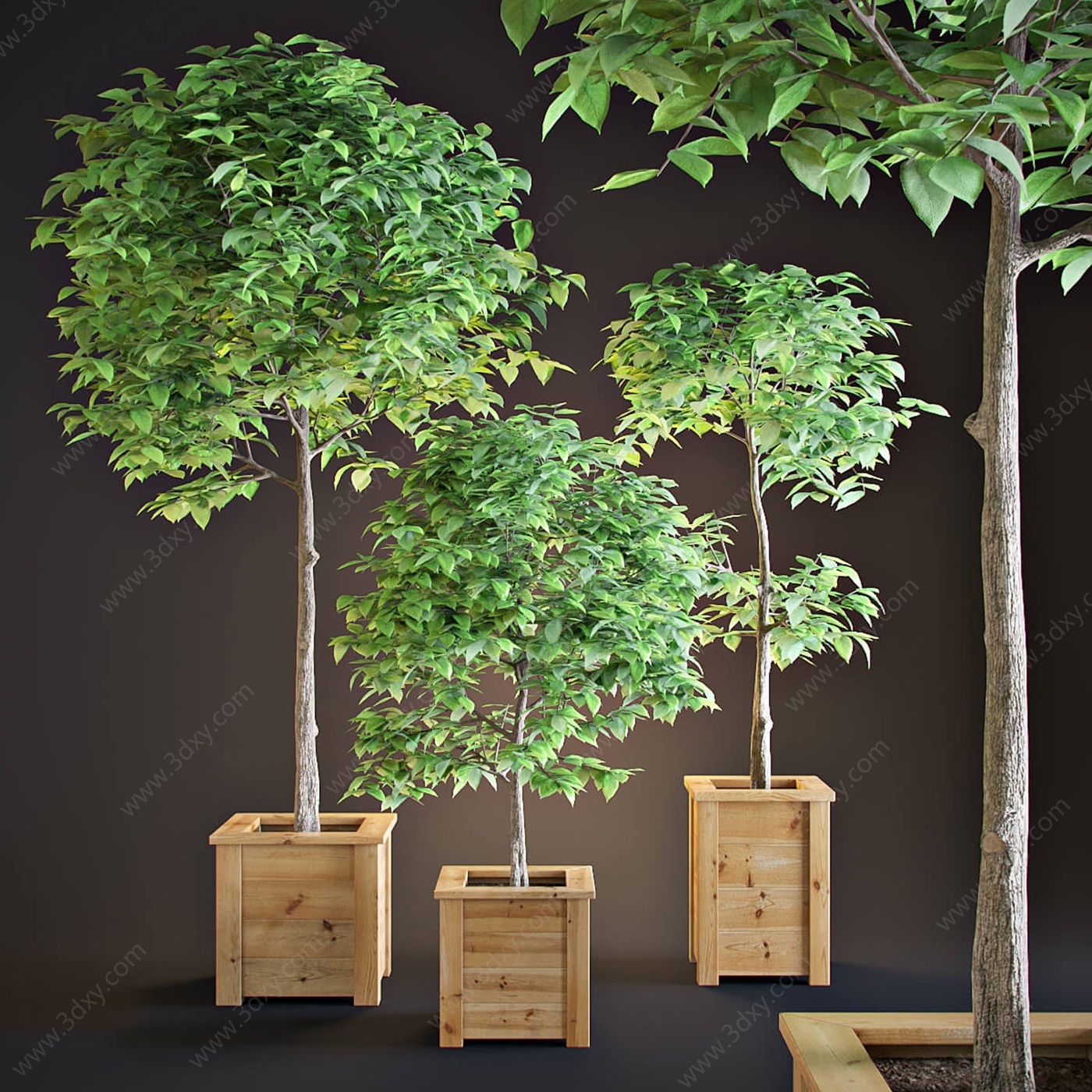 日式木桶植物盆栽3D模型