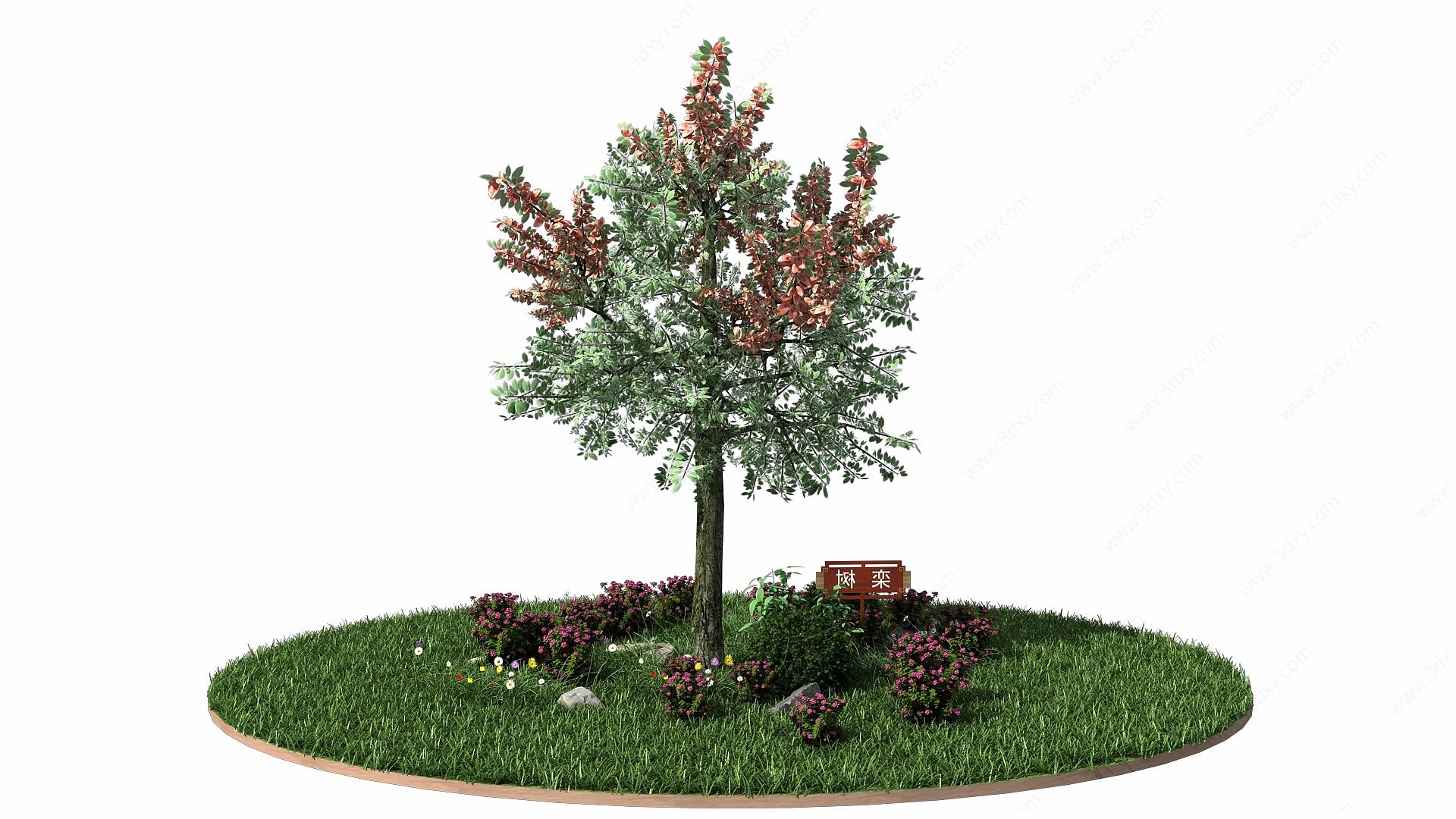 栾树3D模型