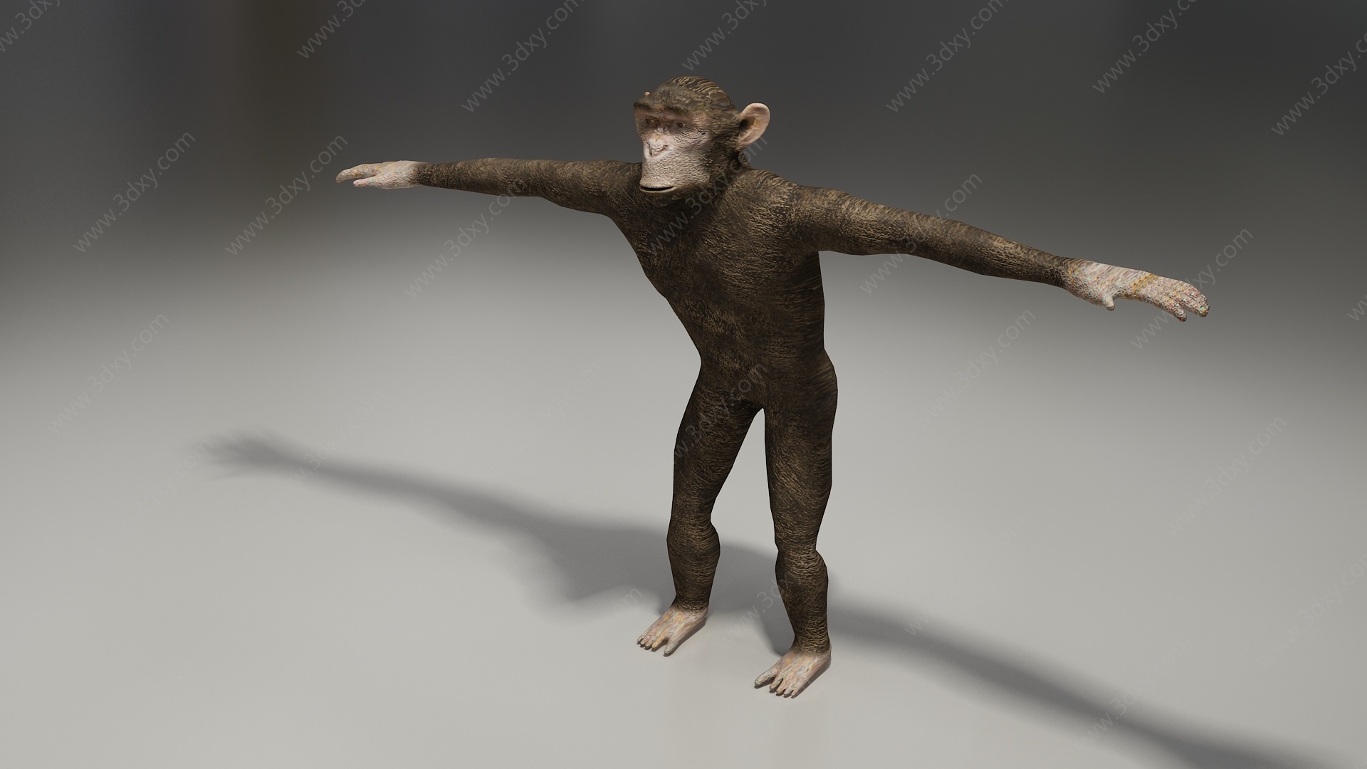 长臂猿3D模型