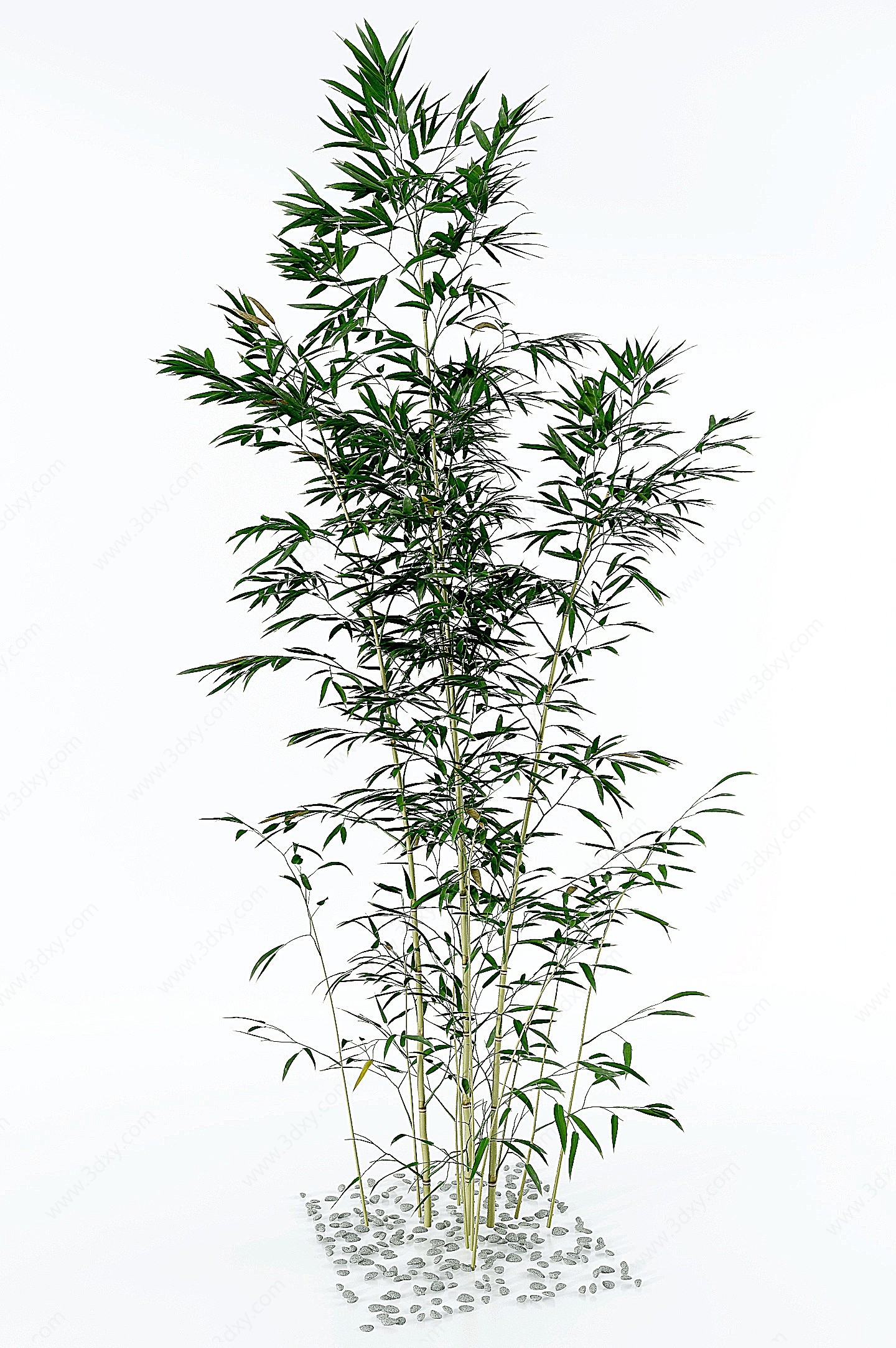 现代竹子植物3D模型