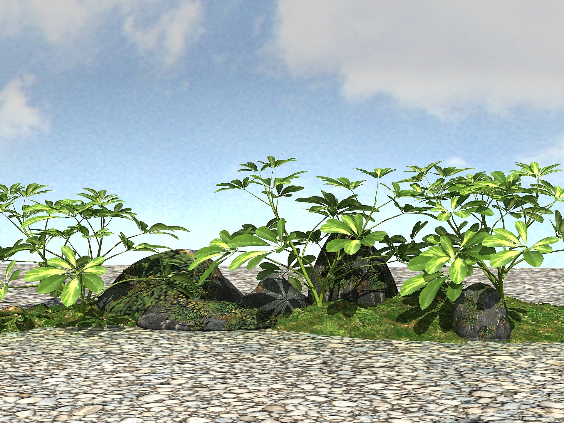 景观植物模型鹅掌木3D模型