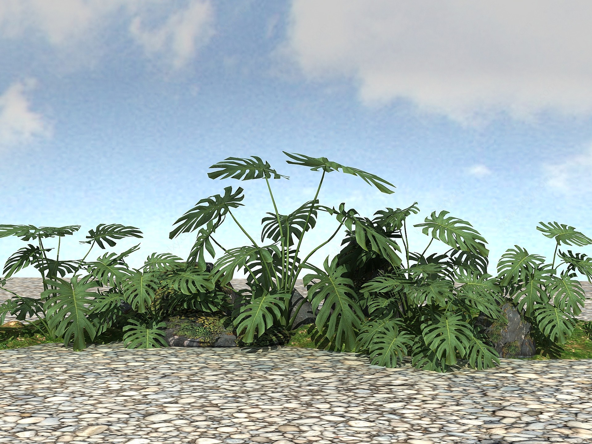 景观植物模型龟背竹3D模型