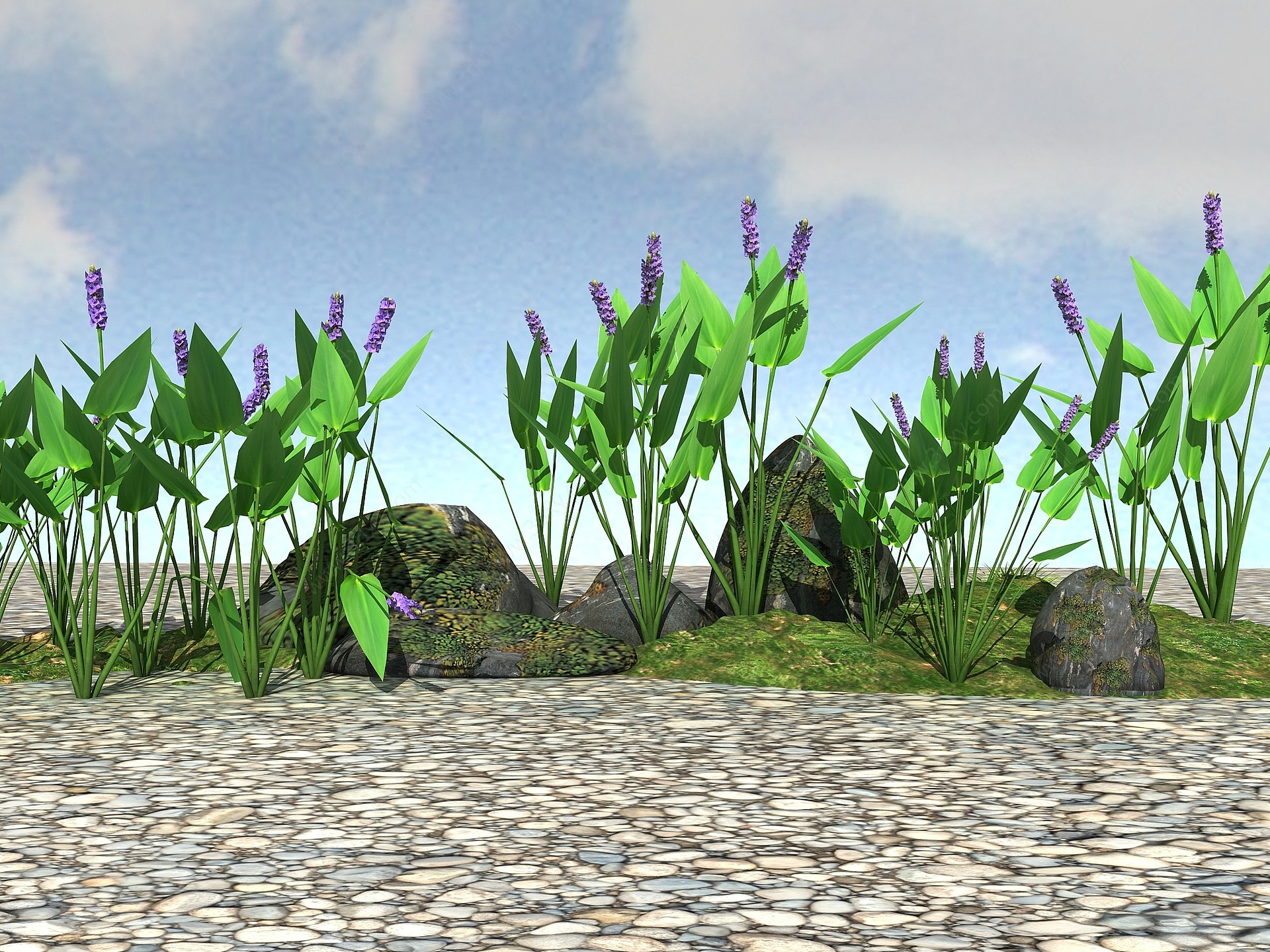 景观植物梭鱼草3D模型