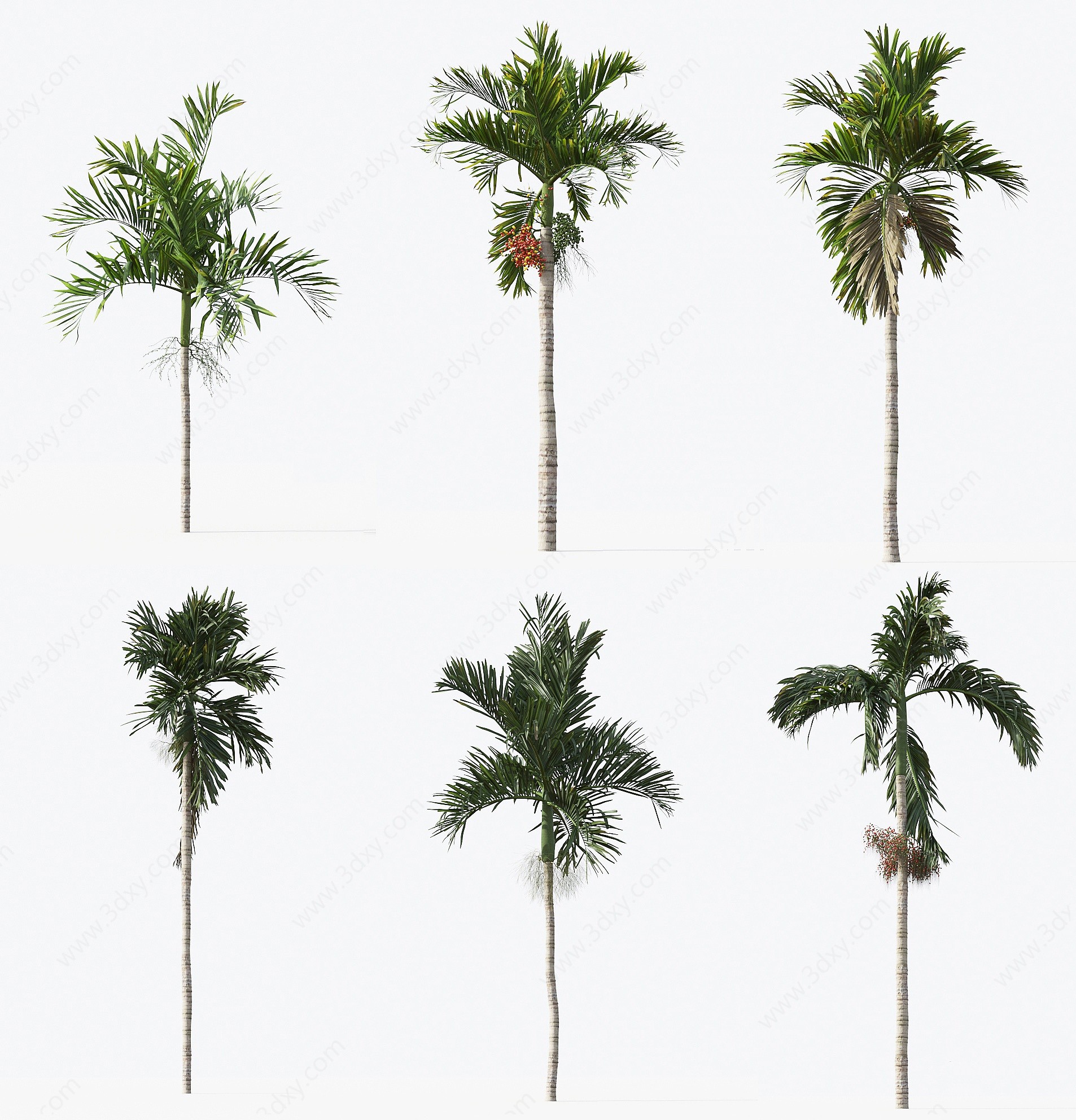现代棕榈树热带树椰子树3D模型