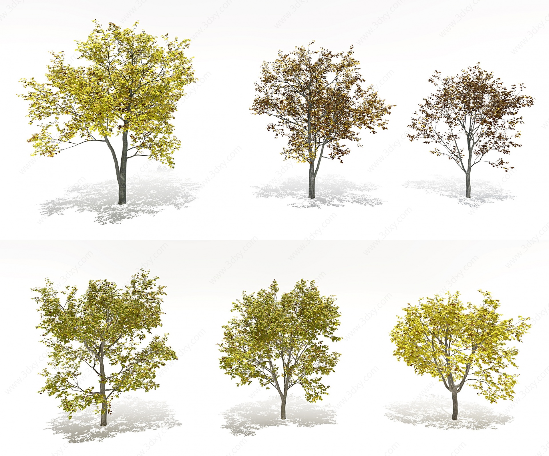 现代梧桐树景观树3D模型
