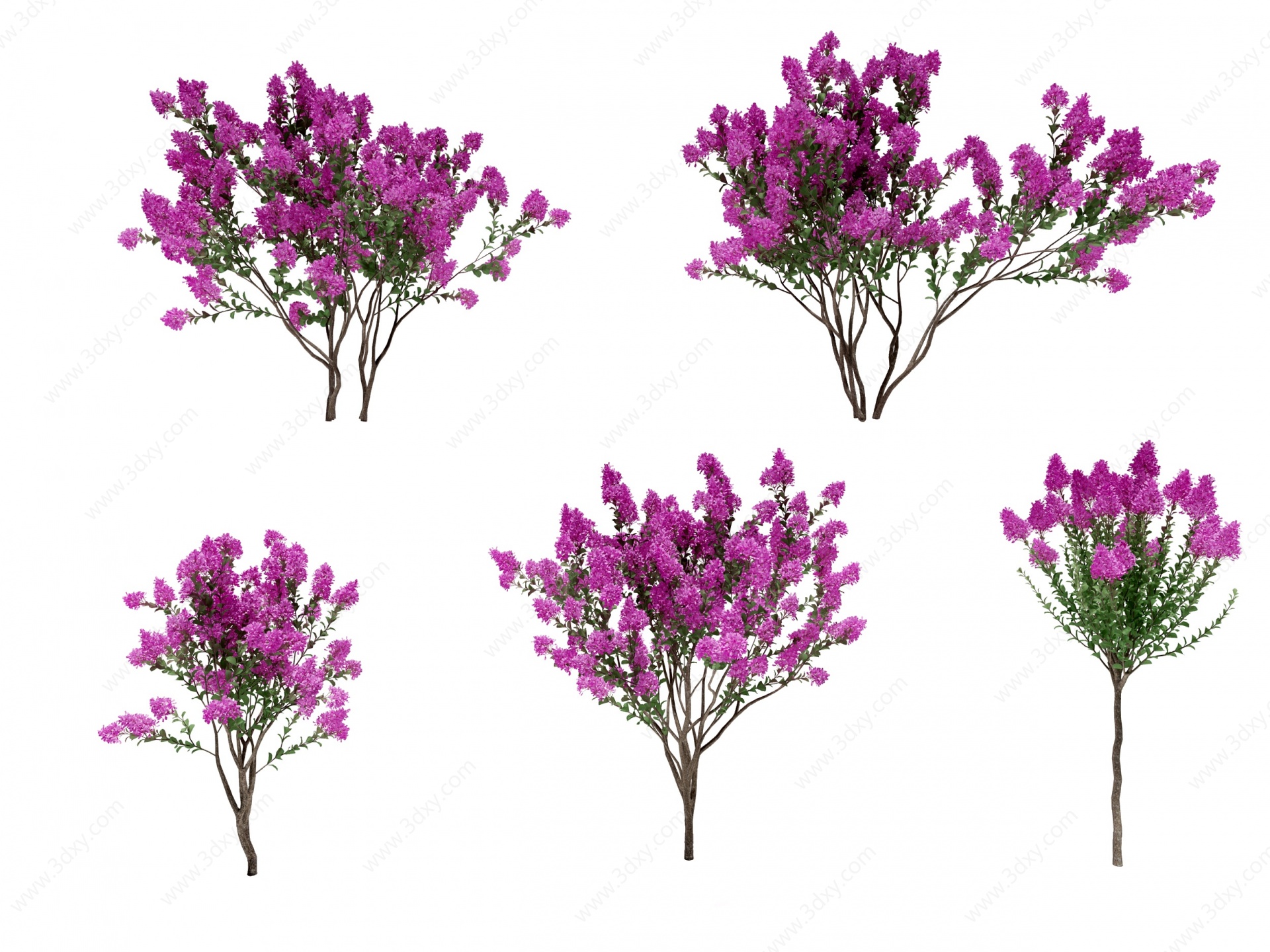 现代紫薇树3D模型