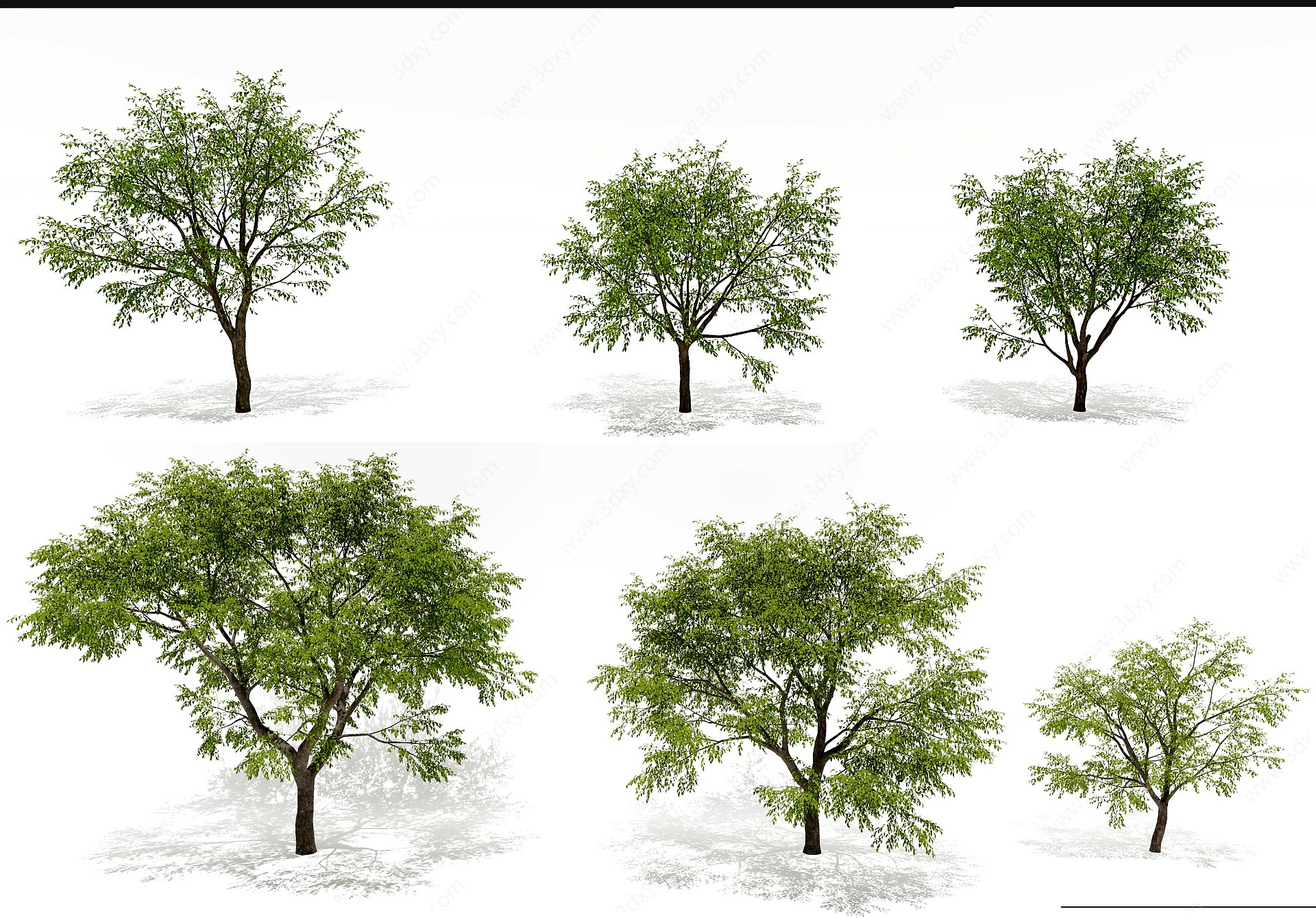 现代枣树景观树3D模型