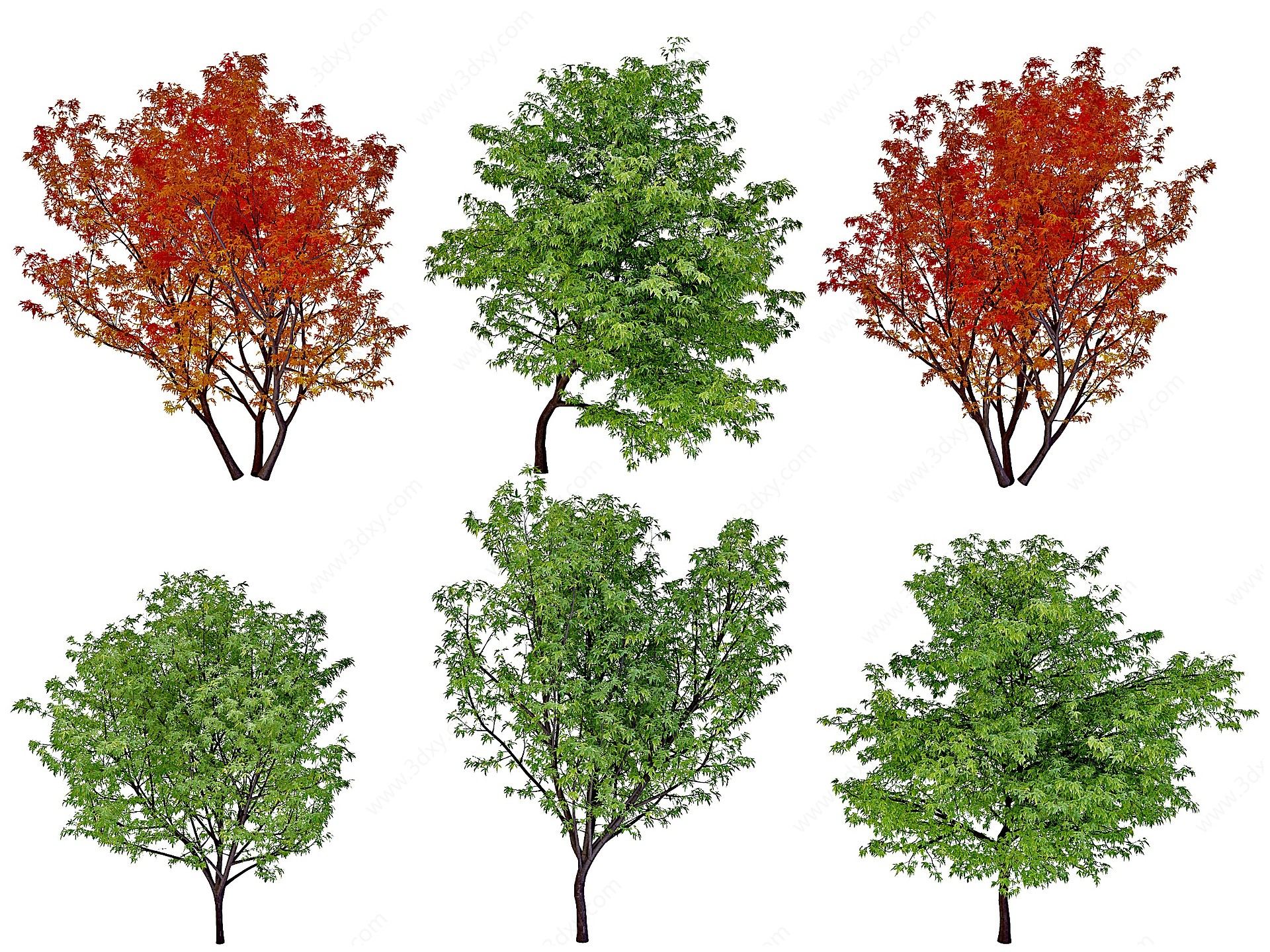 现代枫树景观树3D模型