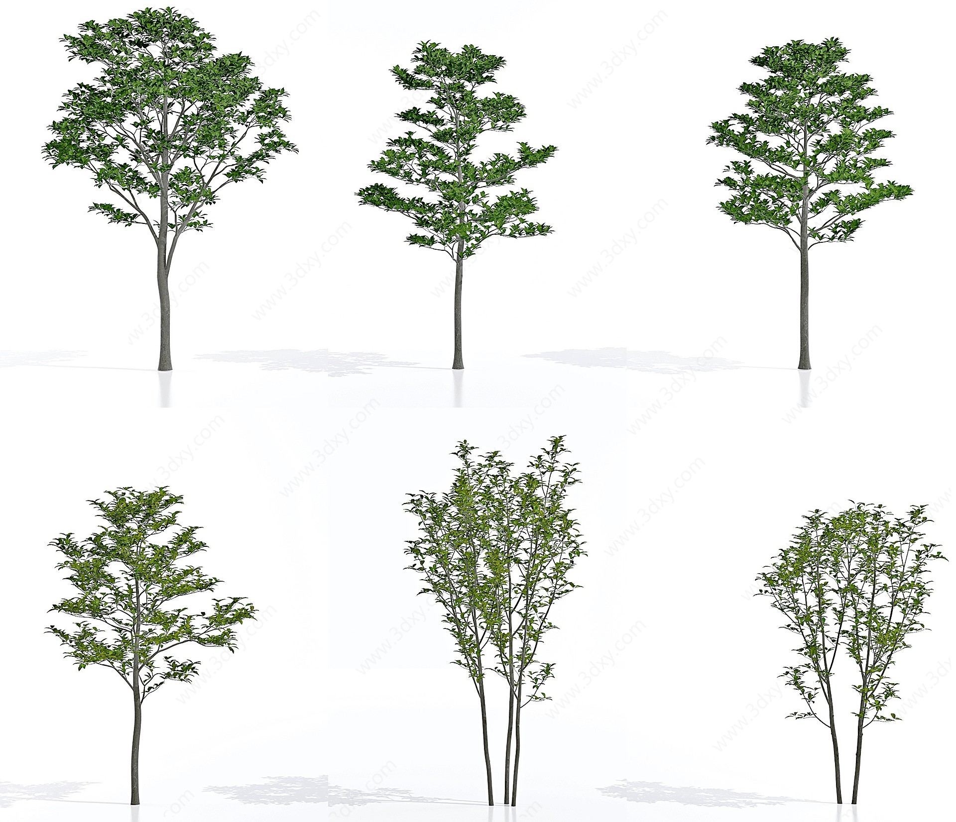 现代紫玉兰树景观树3D模型