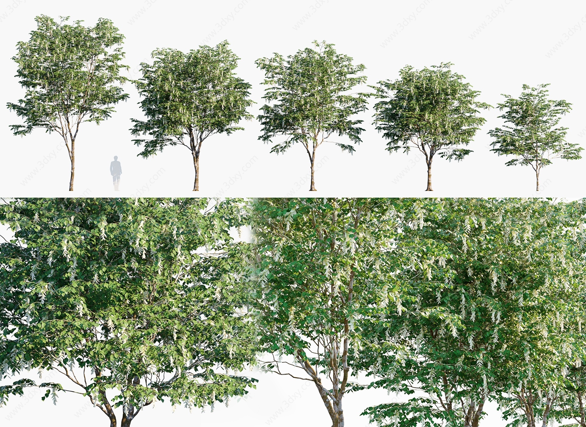 现代植物树木喃喃果3D模型