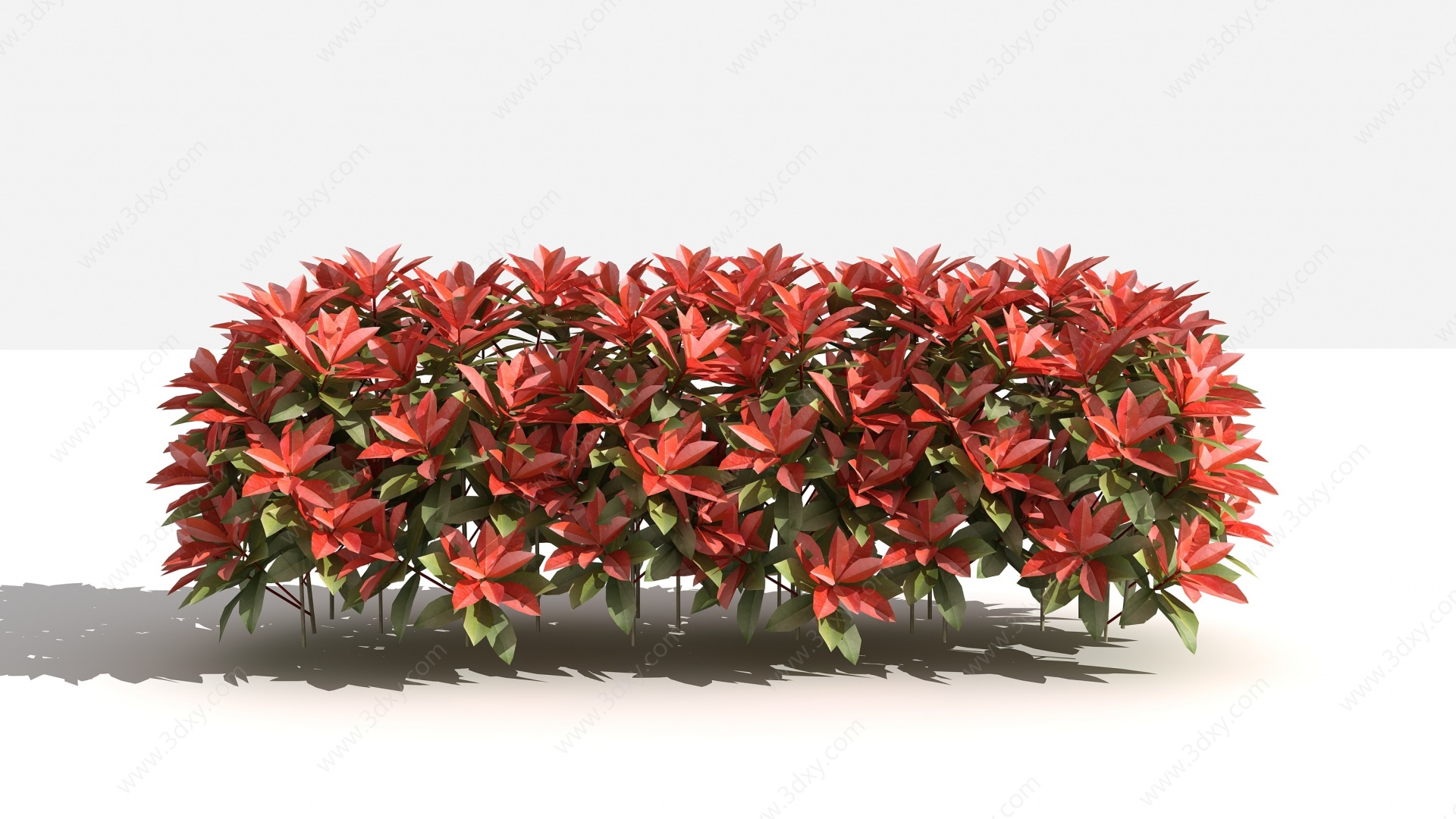 中式红叶石楠l绿篱灌木3D模型