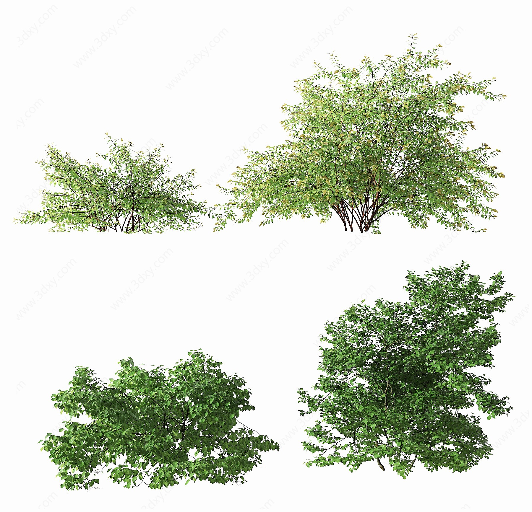 现代植物灌木3D模型