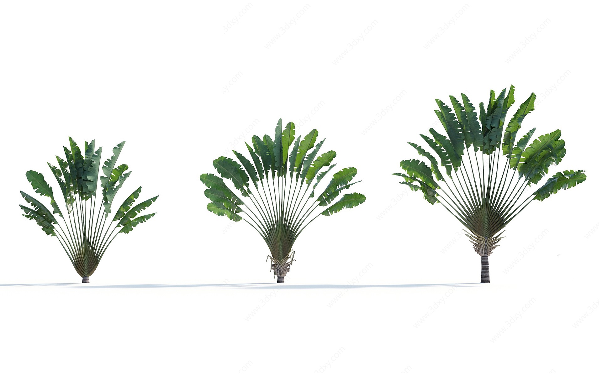 现代热带植物3D模型
