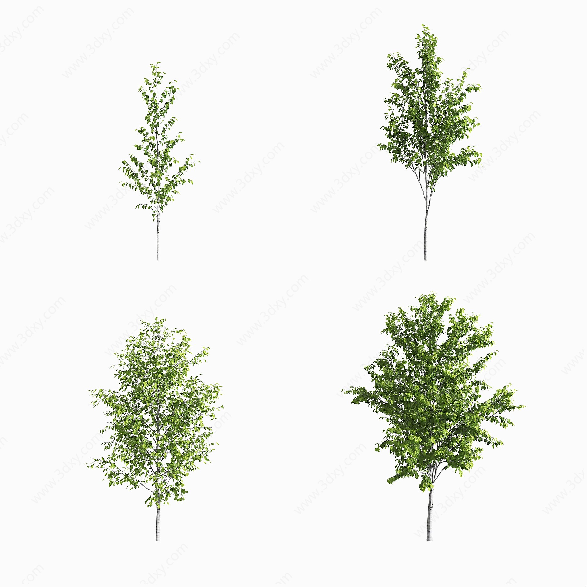现代白桦树景观树3D模型