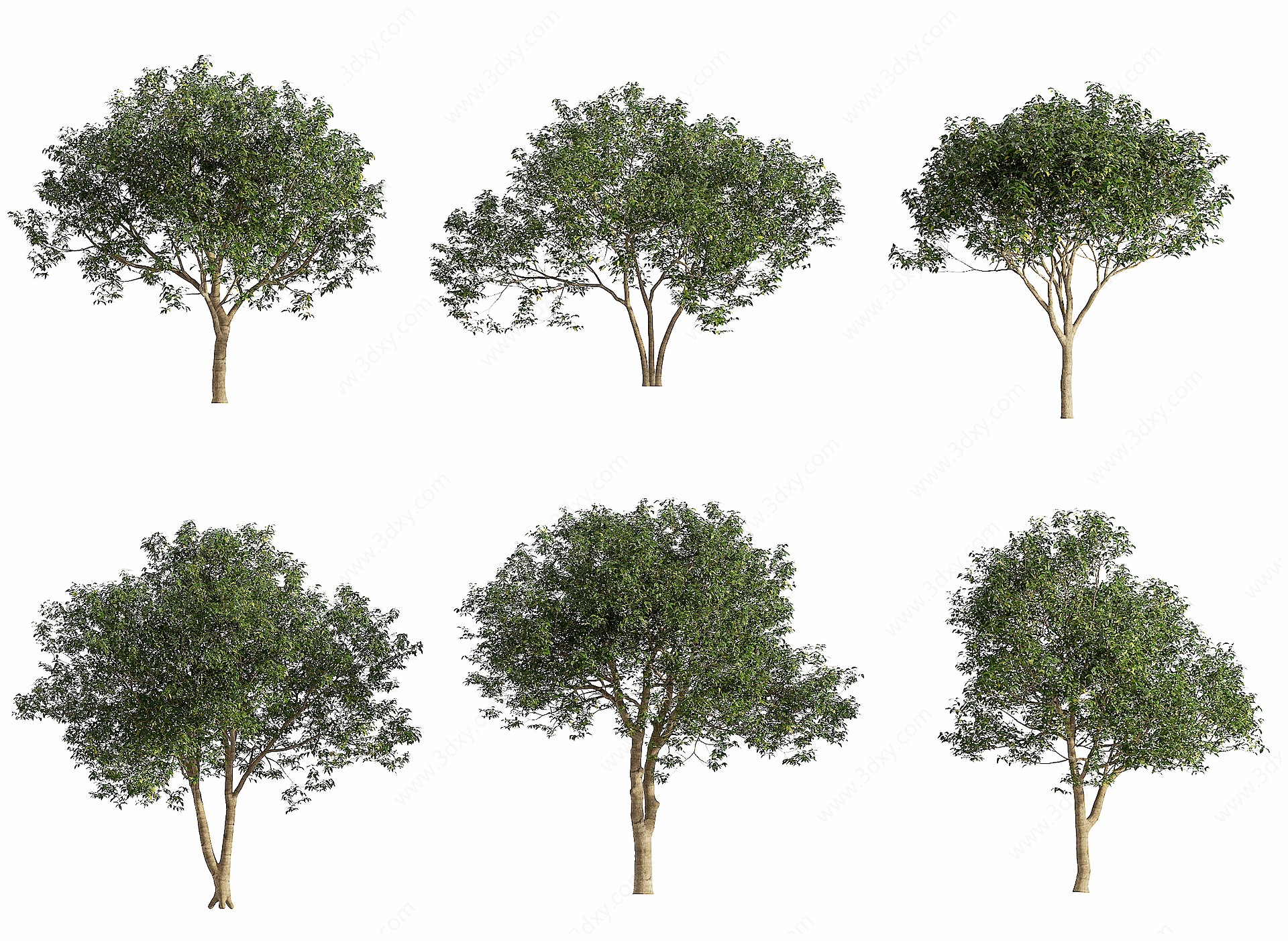 现代月桂树植物3D模型