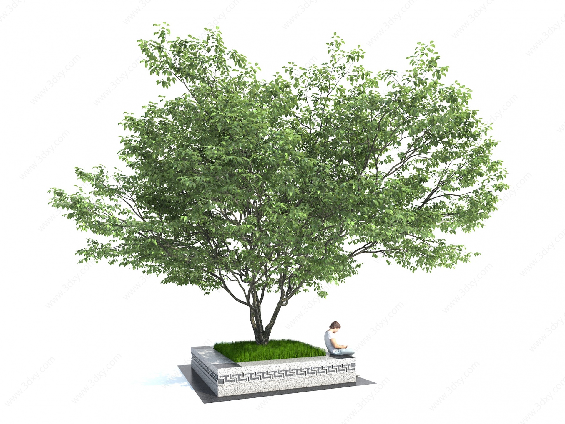 景观树公园树3D模型