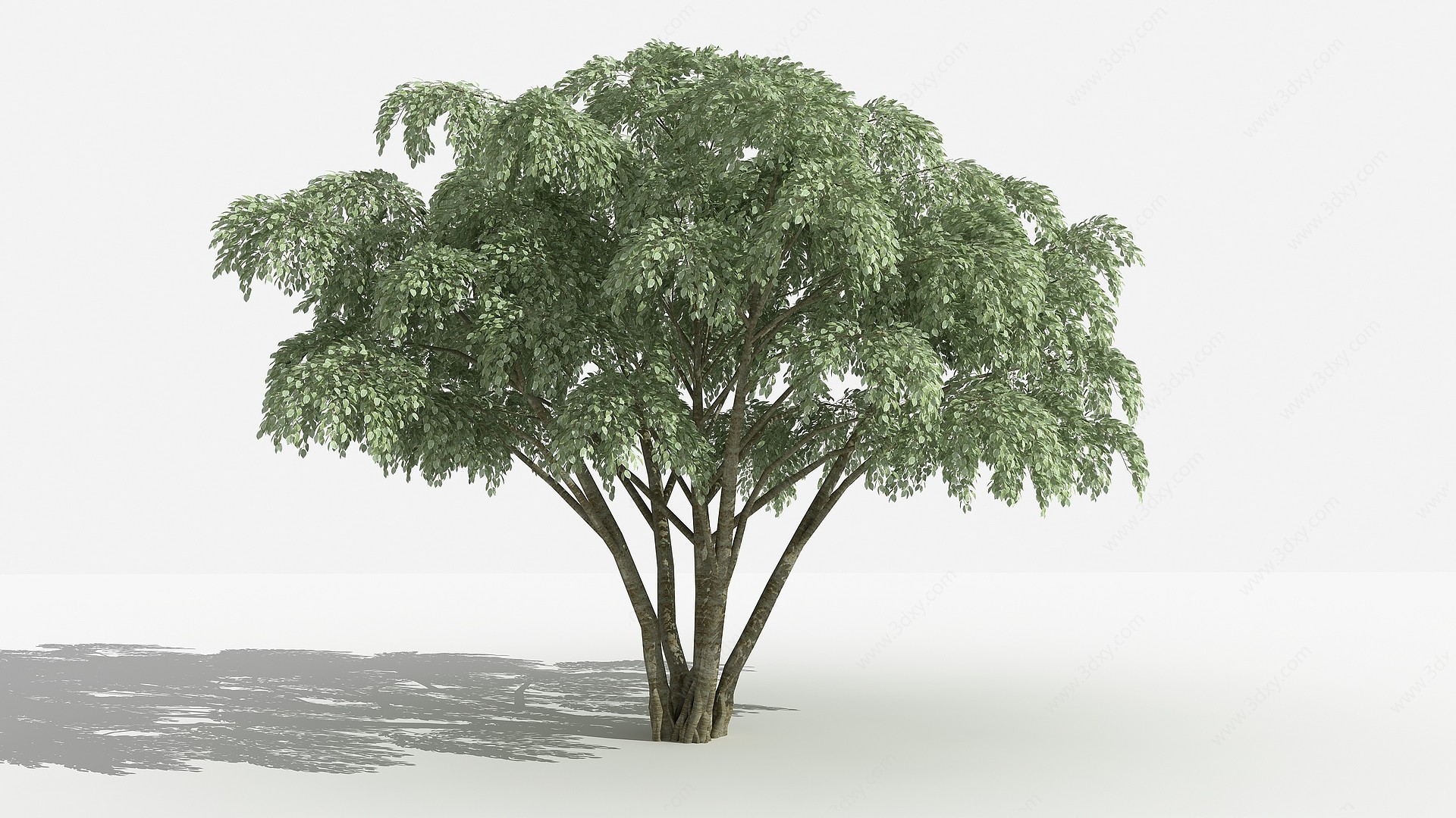 垂叶榕灌木树植物3D模型