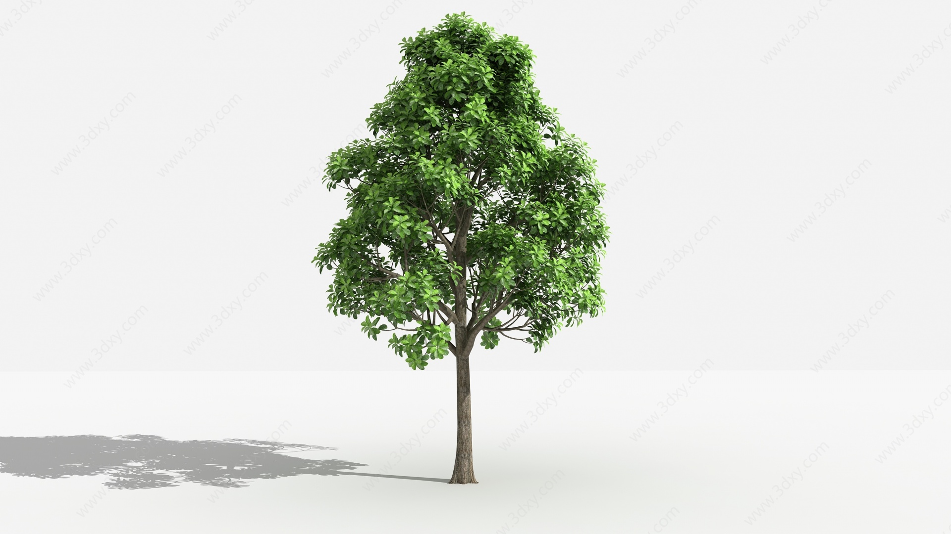 大叶樟灌木树植物3D模型