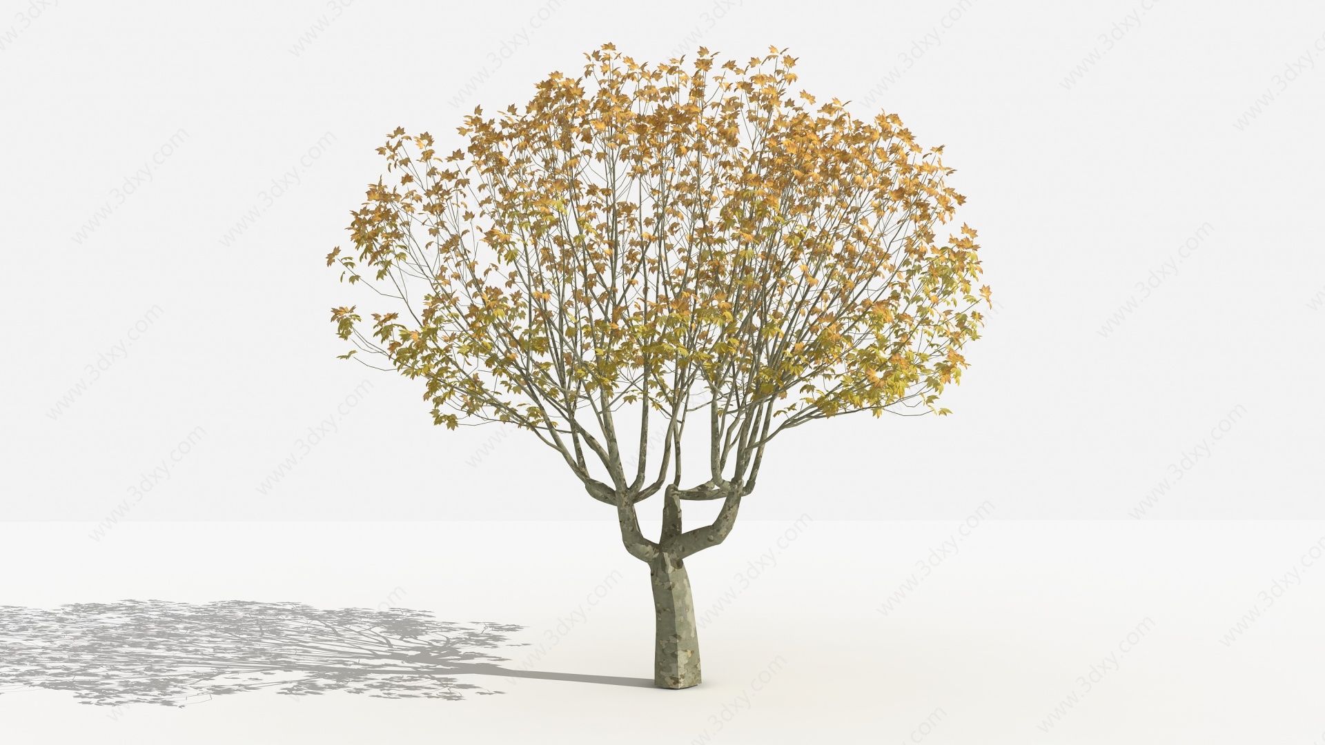 法国梧桐灌木树3D模型