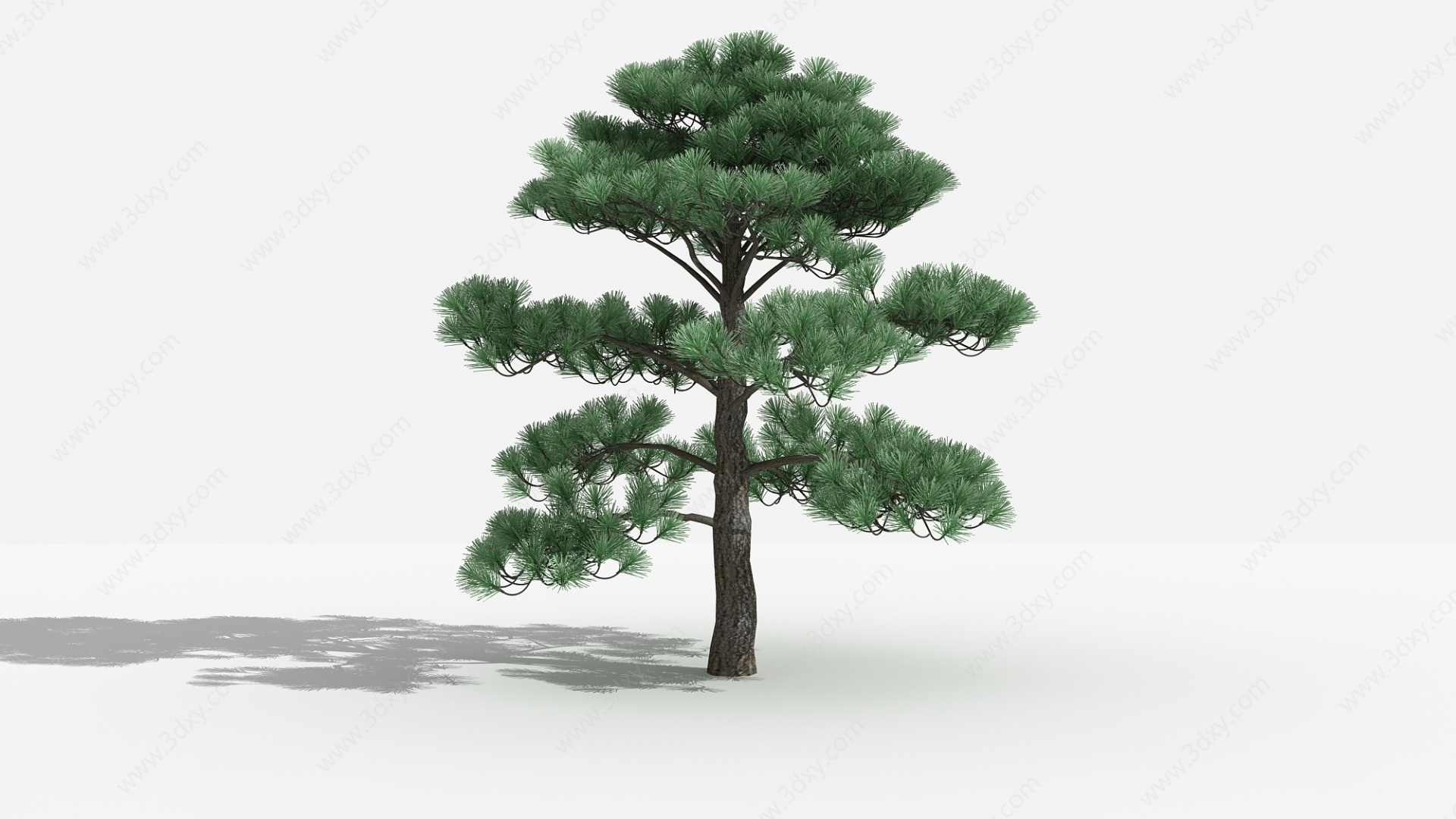 中式黑松灌木树植物3D模型