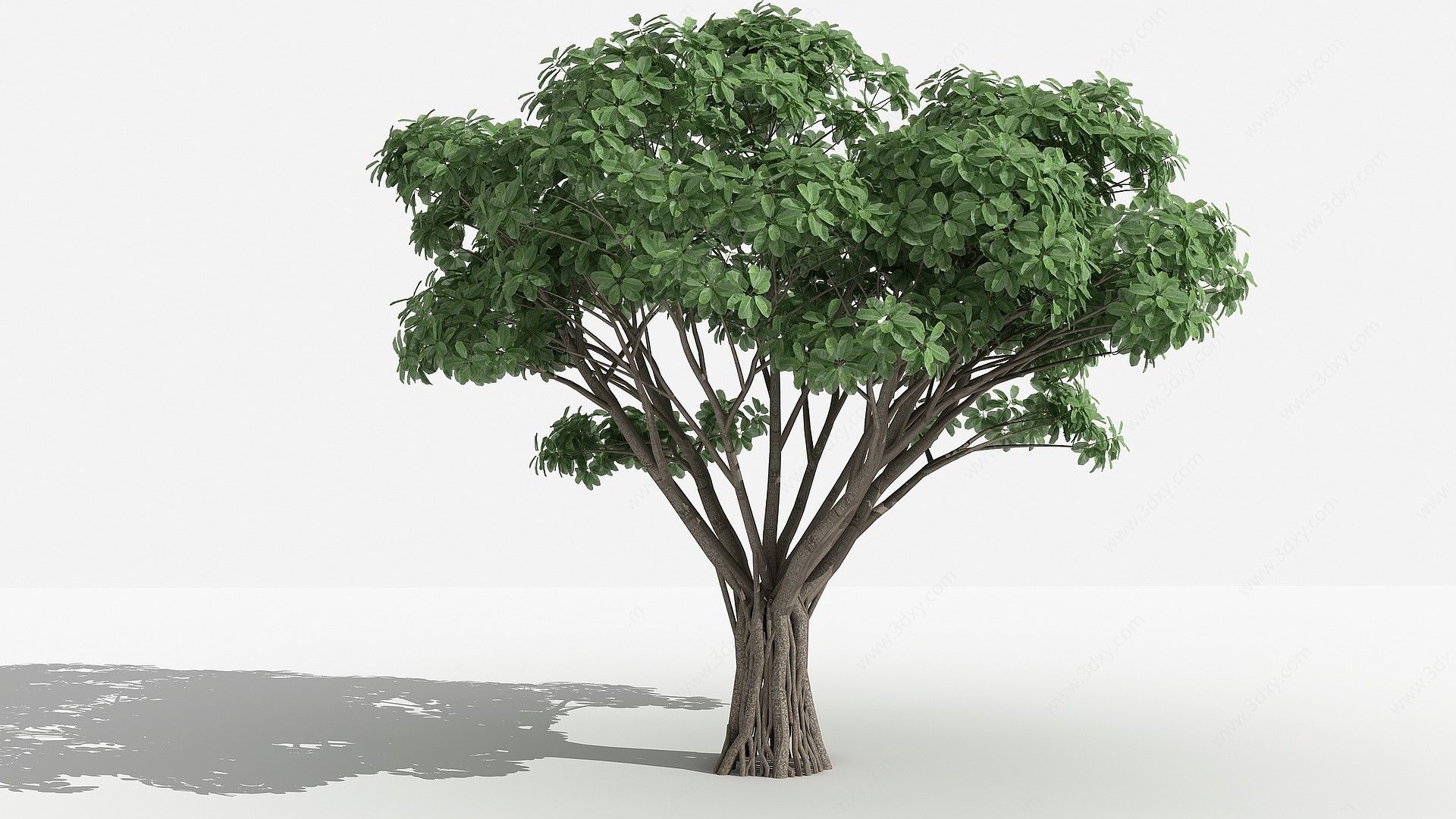 虎克榕灌木树植物3D模型