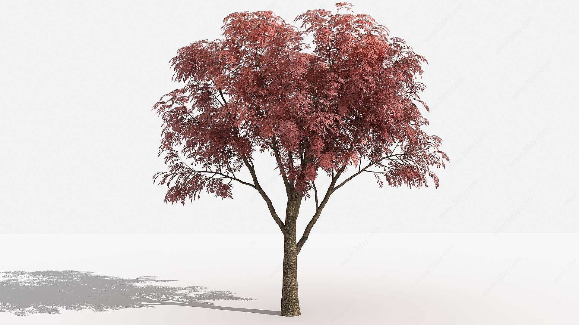 中式黄连木灌木树植物3D模型