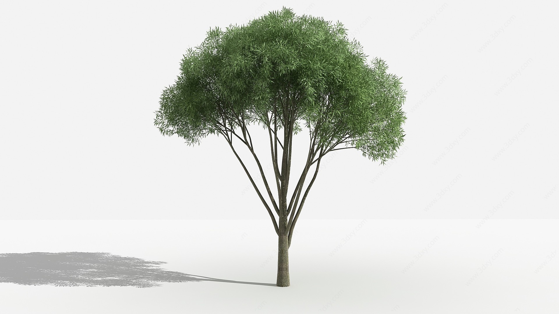 中式汗柳灌木树植物3D模型