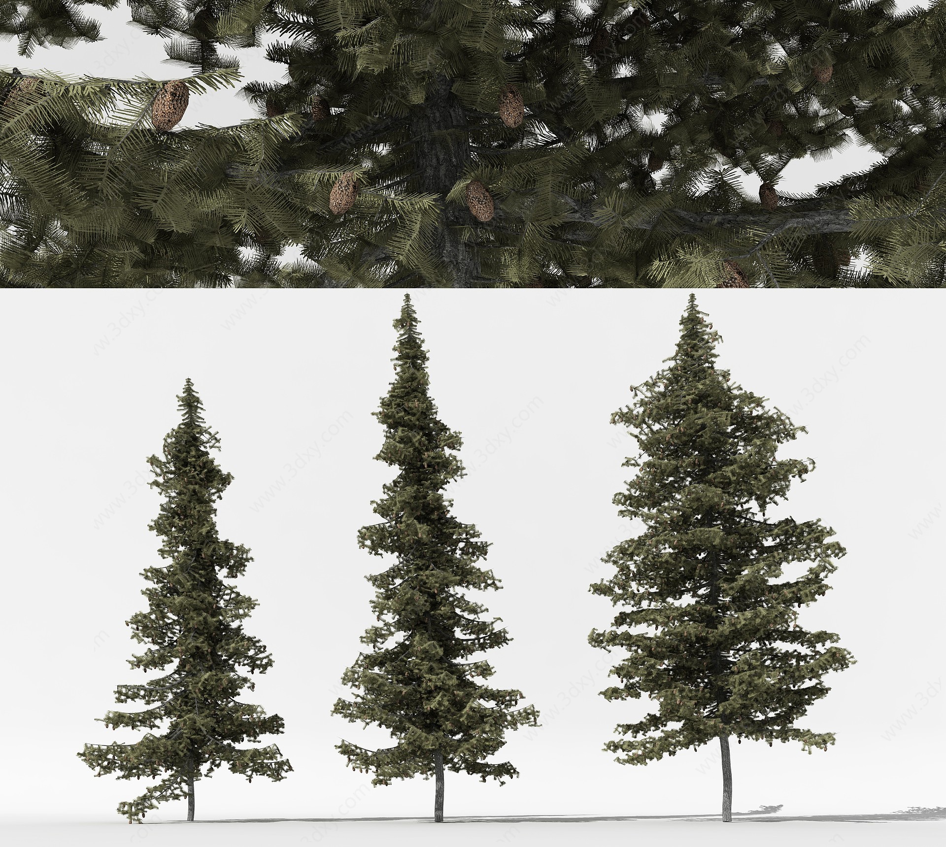 中式松树3D模型