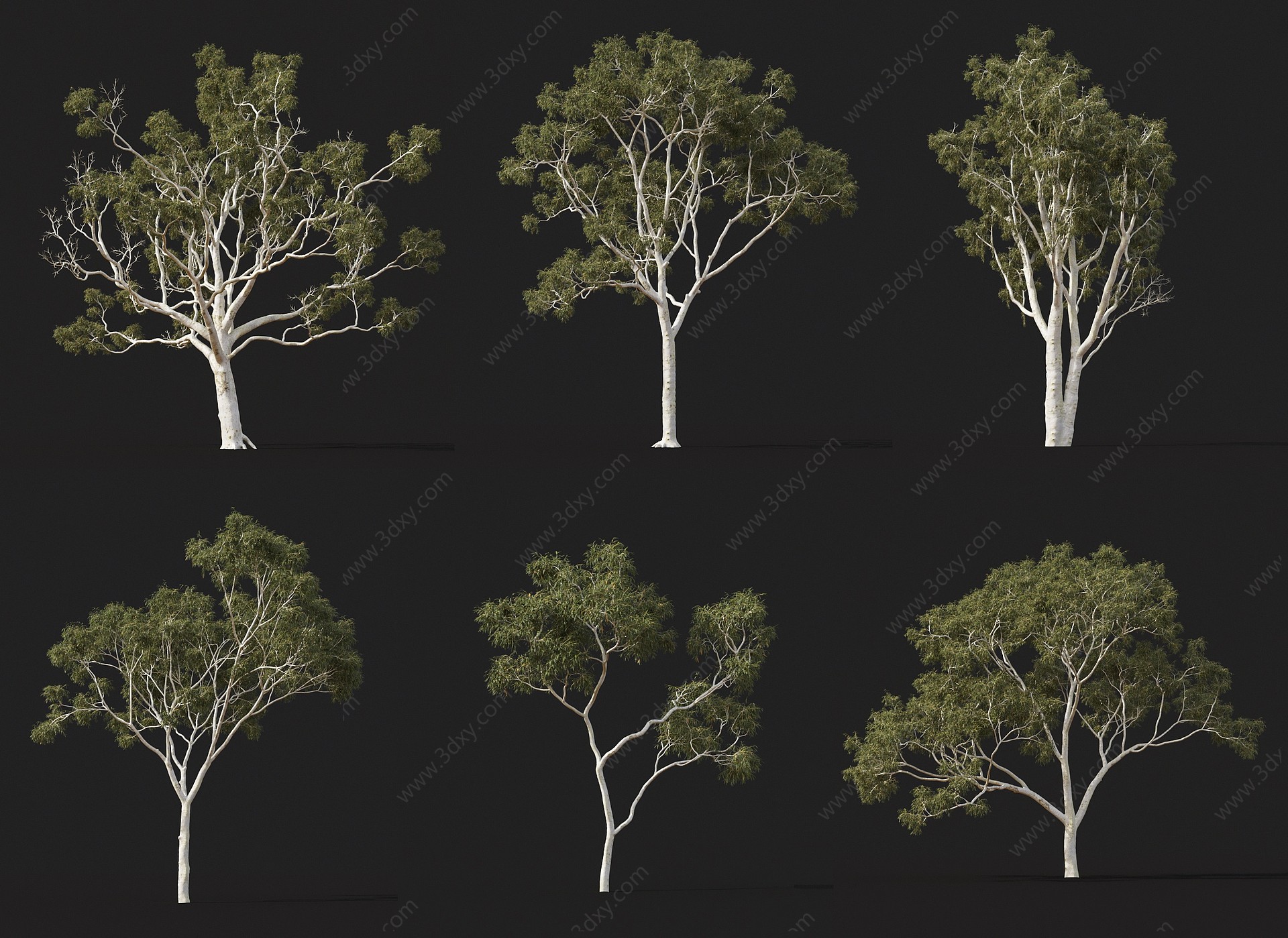 现代景观树橡胶树3D模型