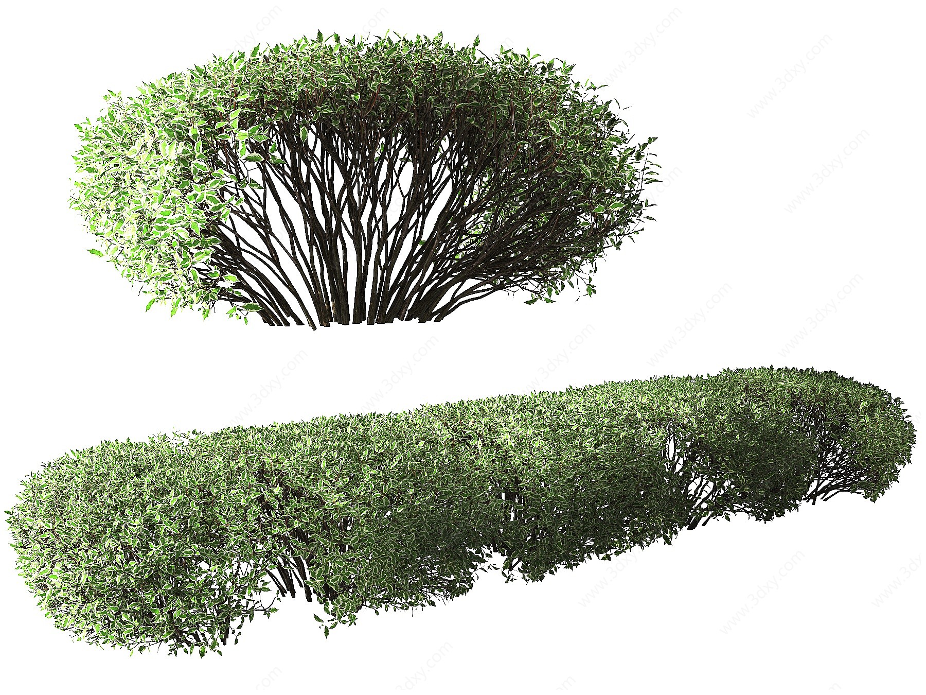 现代绿篱灌木3D模型