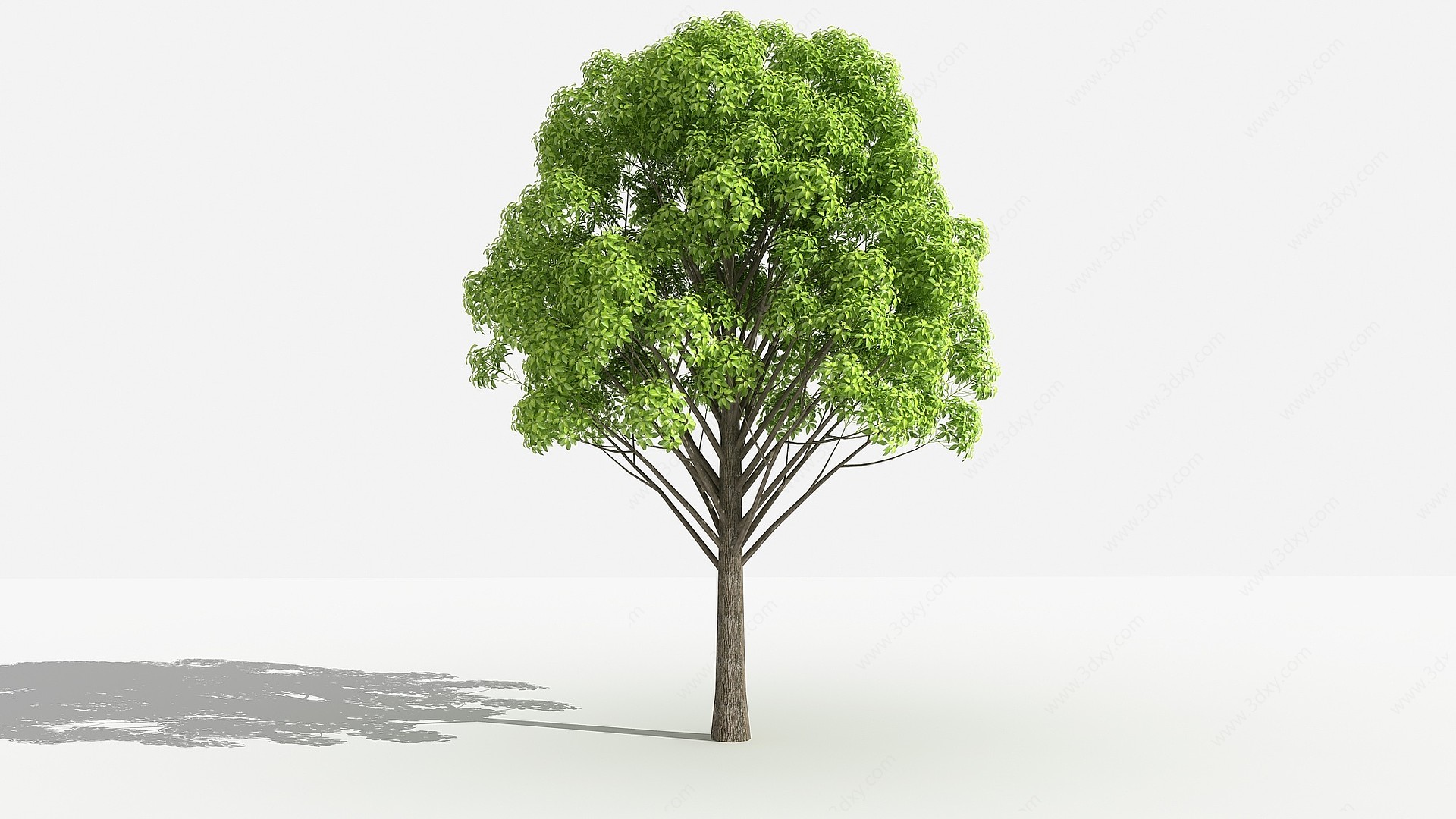 中式小叶樟灌木树3D模型