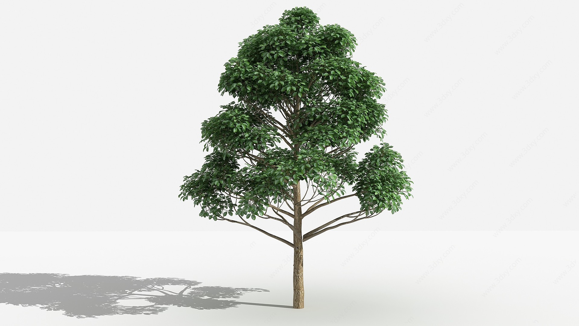 中式重阳木灌木树3D模型