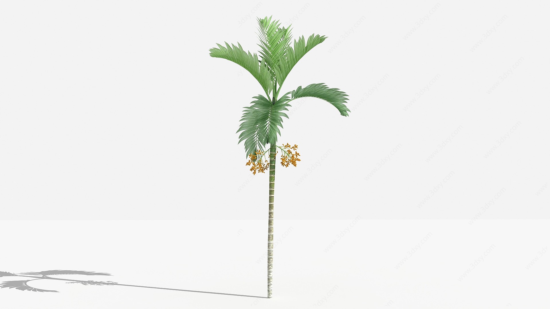 中式槟榔灌木树植物3D模型