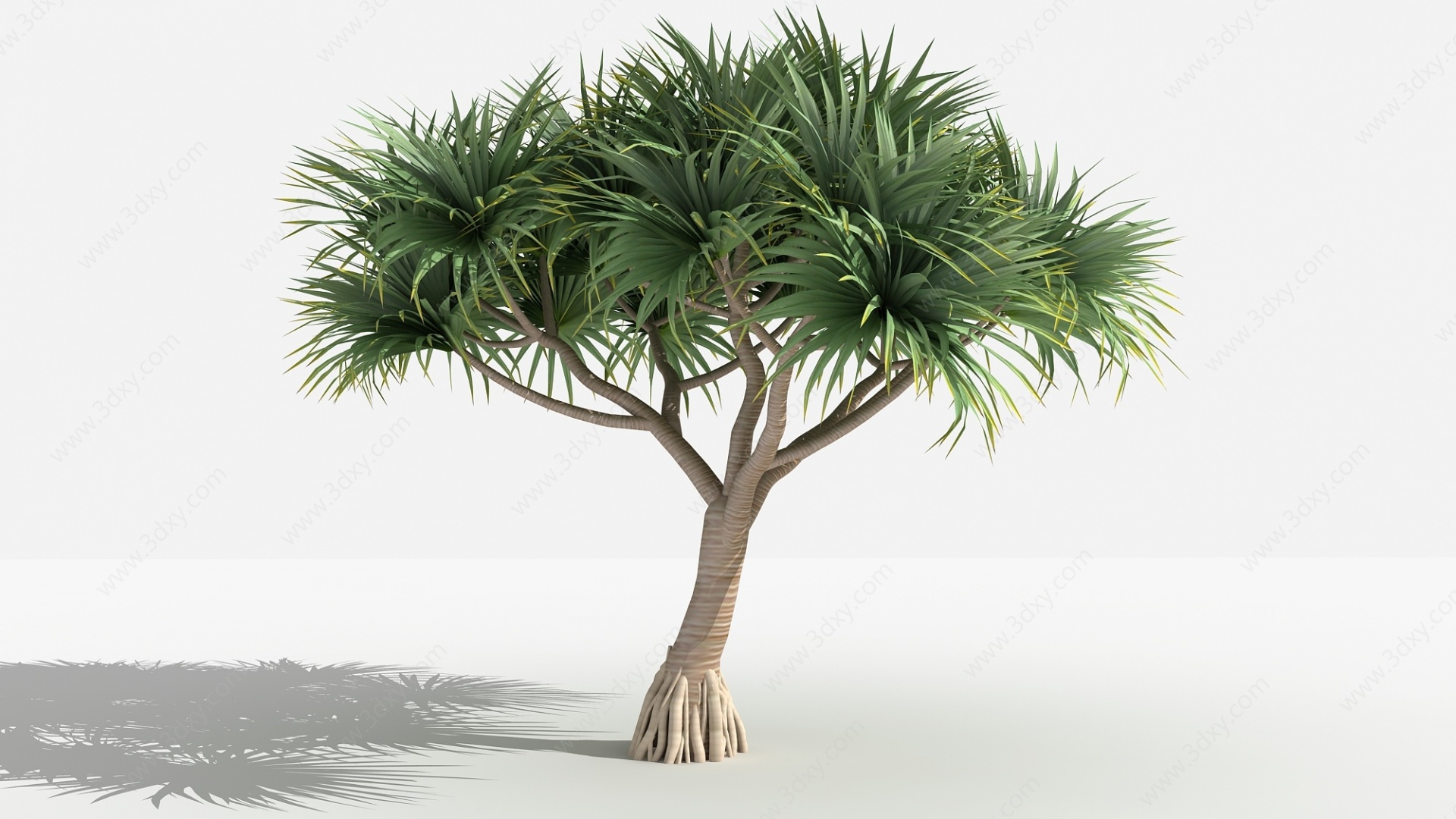 中式露兜灌木树植物3D模型