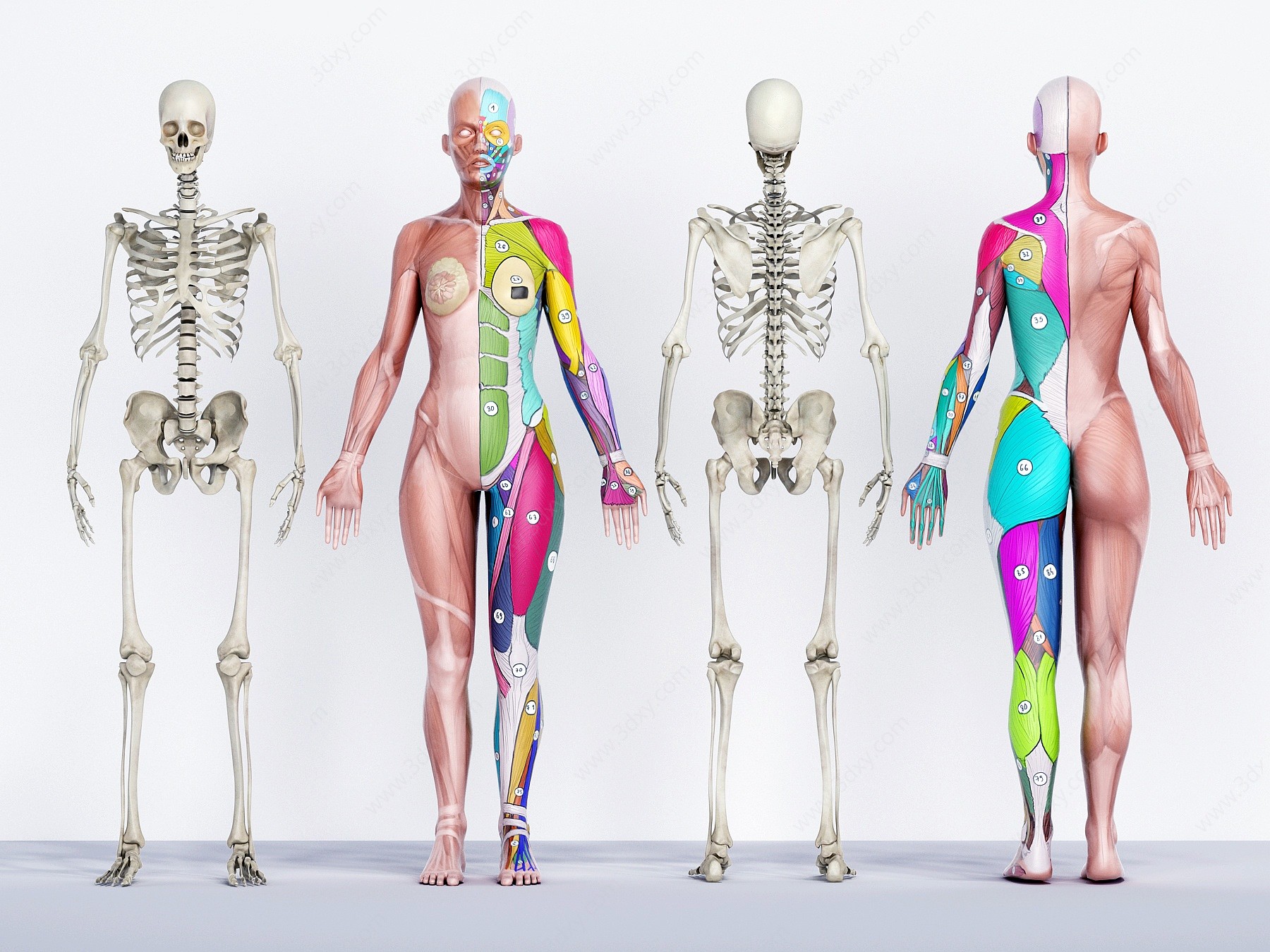 医用人体骨骼肌肉构造3D模型
