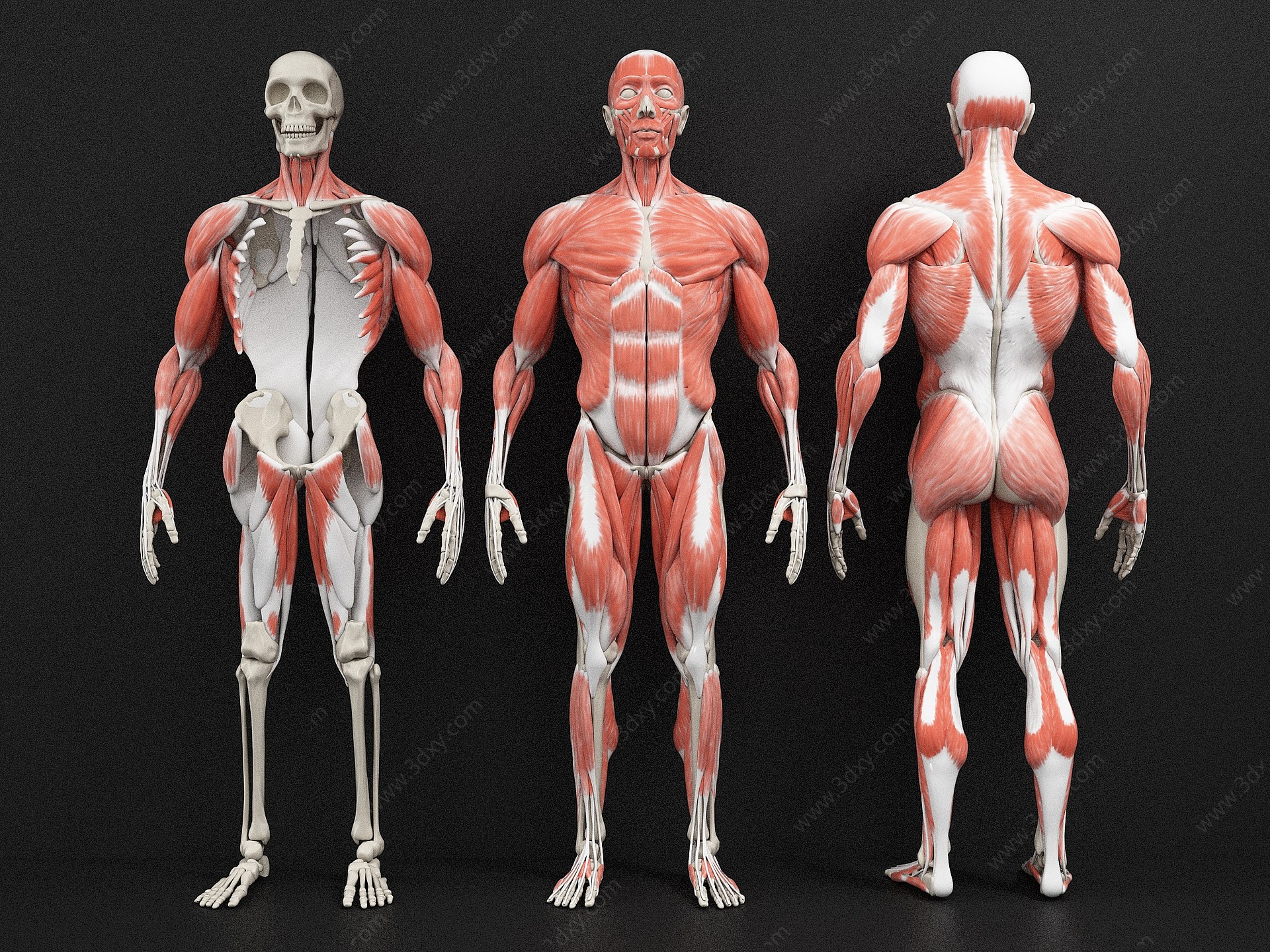 现代医用人体肌肉构造3D模型