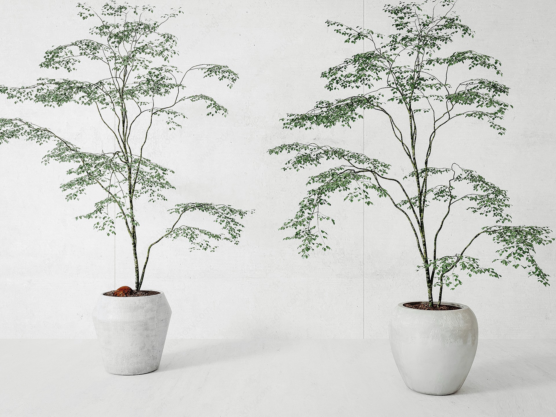 植物绿植盆栽3D模型