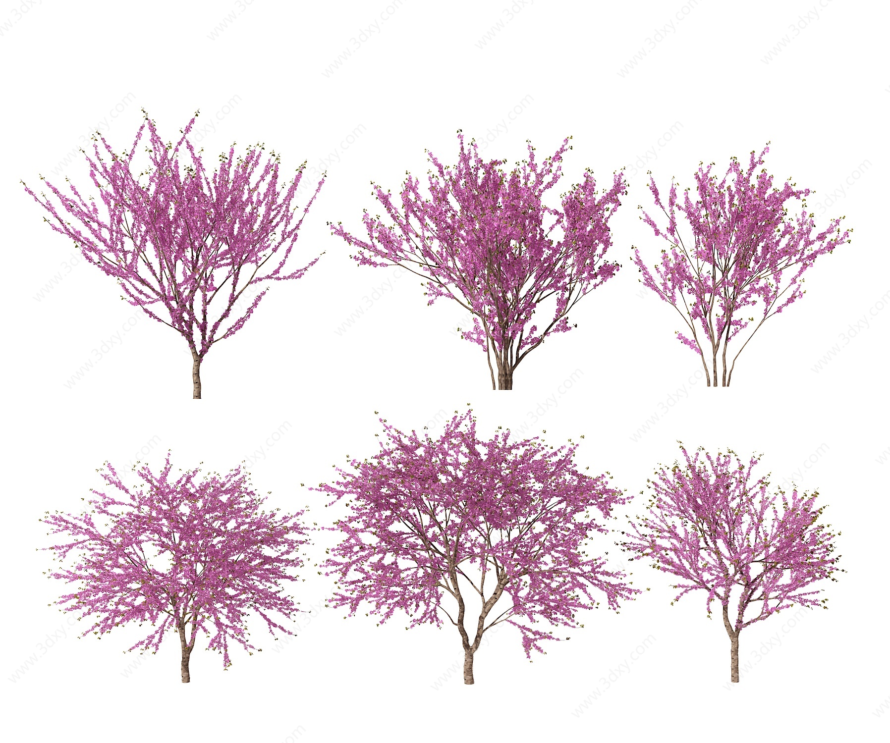 现代紫荆花植物3D模型