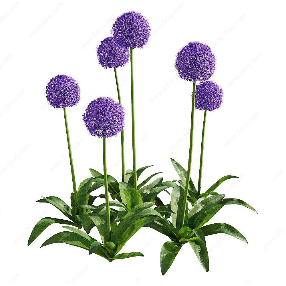 植物紫色大葱花3D模型