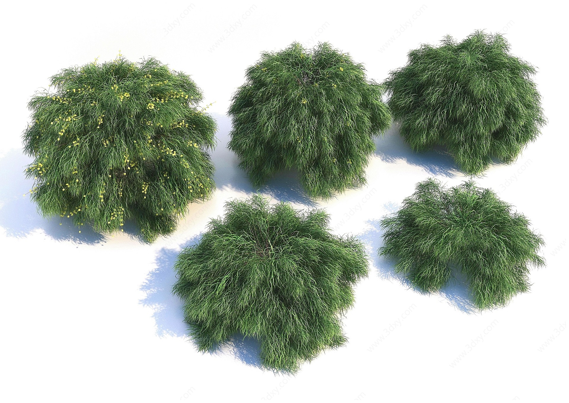 现代植物灌木丛3D模型