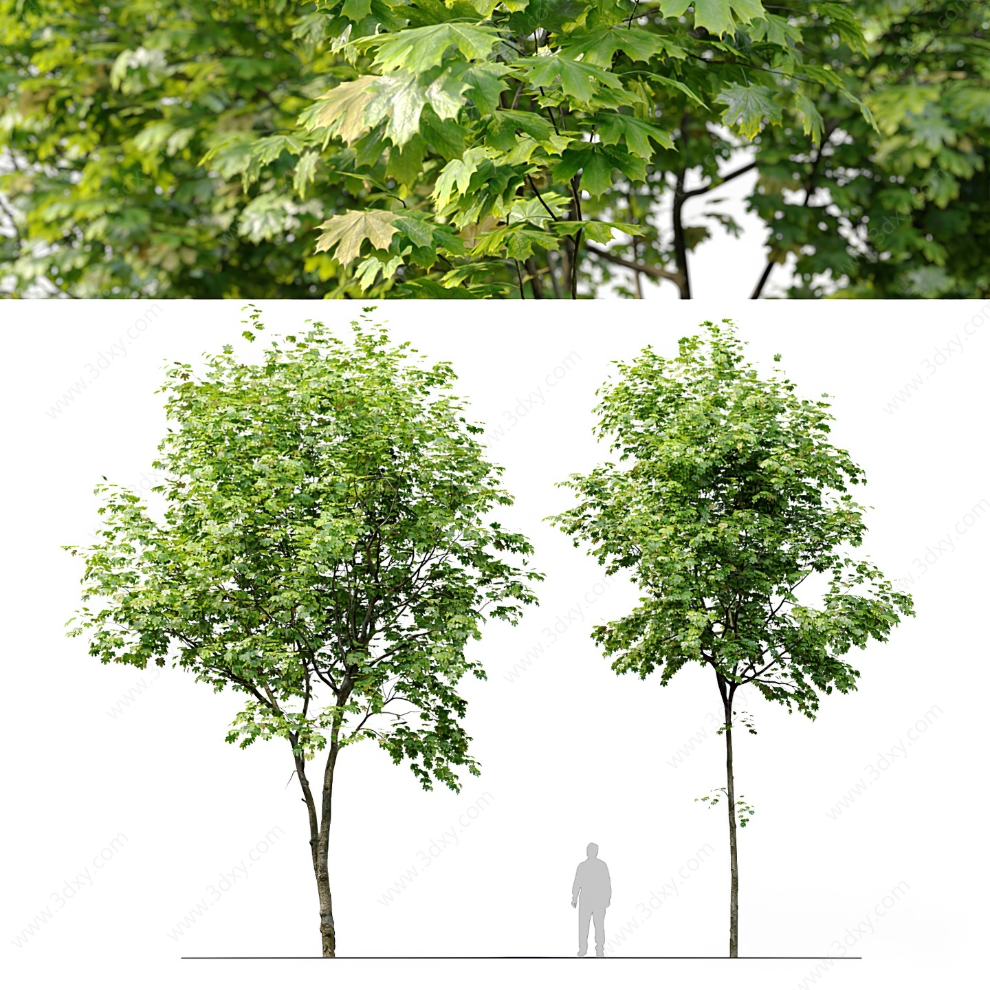 现代乔木树木3D模型