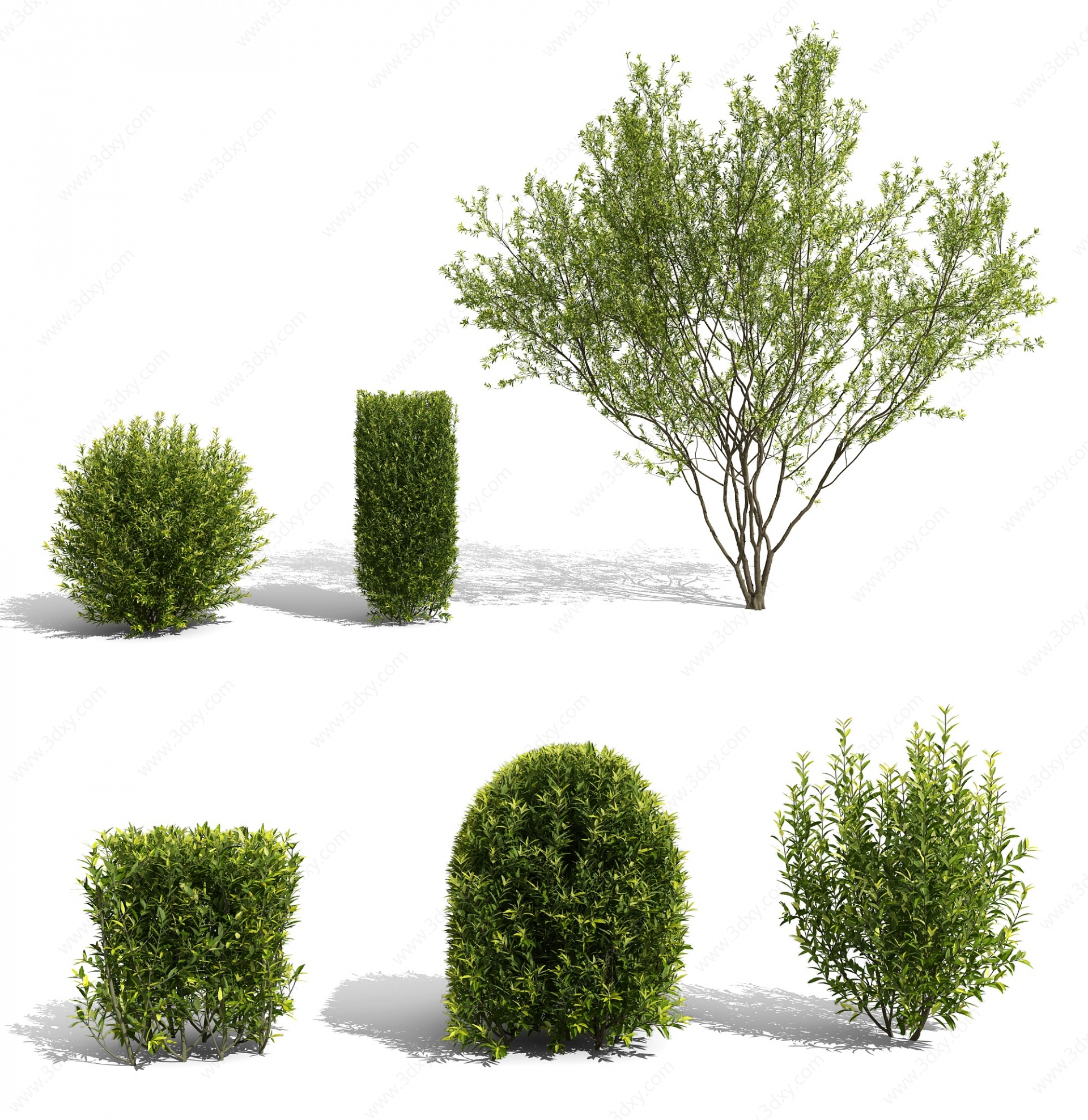 灌木景观树矮树3D模型