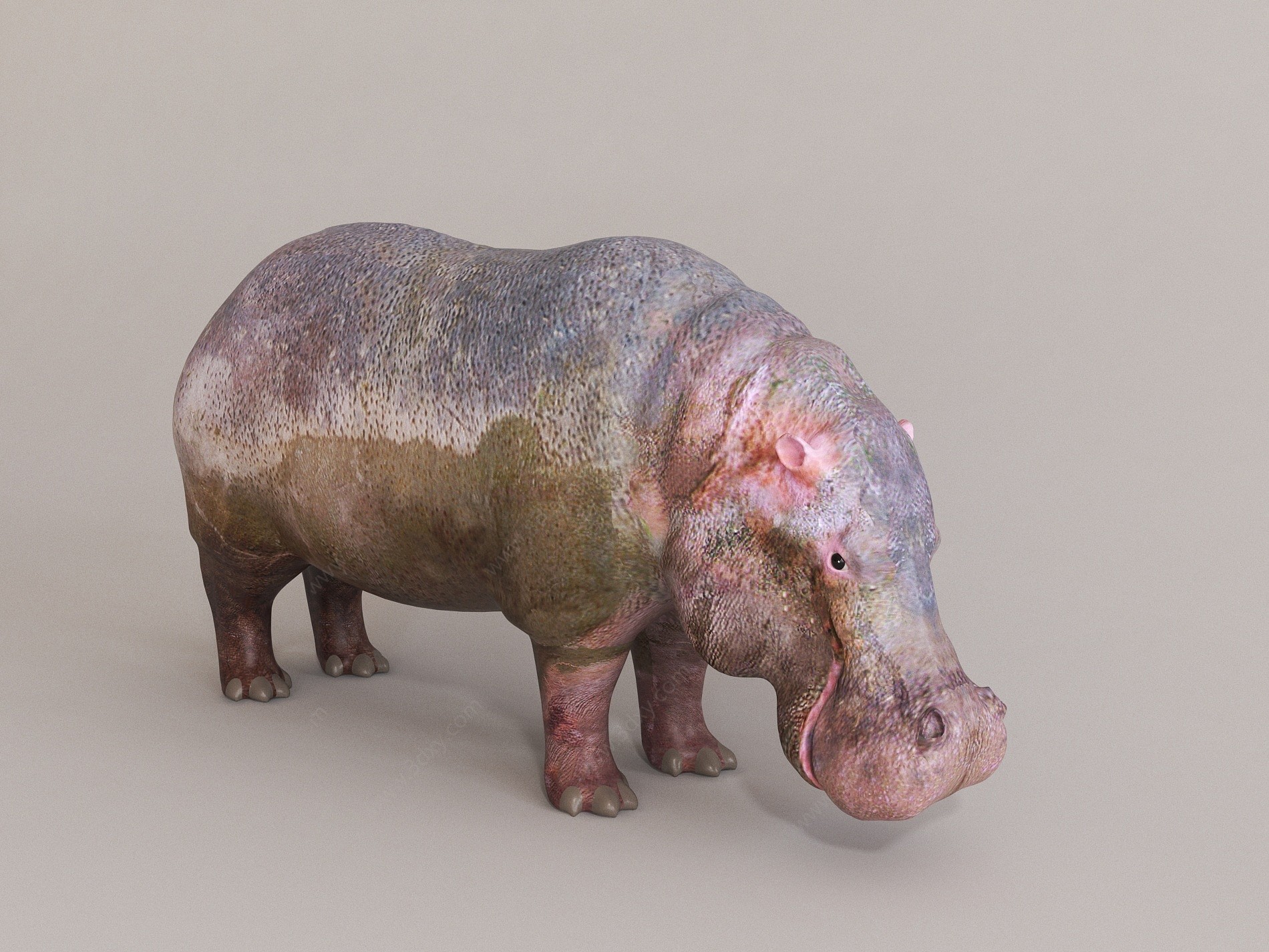 哺乳动物河马3D模型