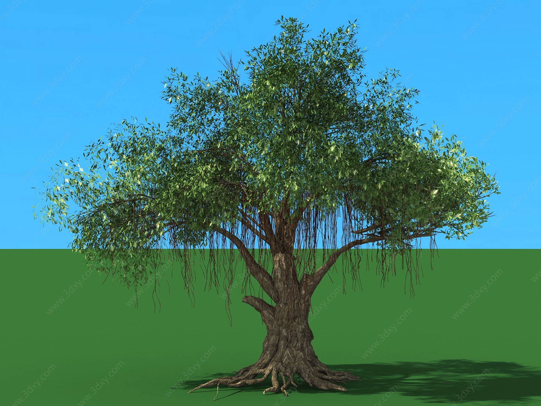 榕树大树树木植物3D模型