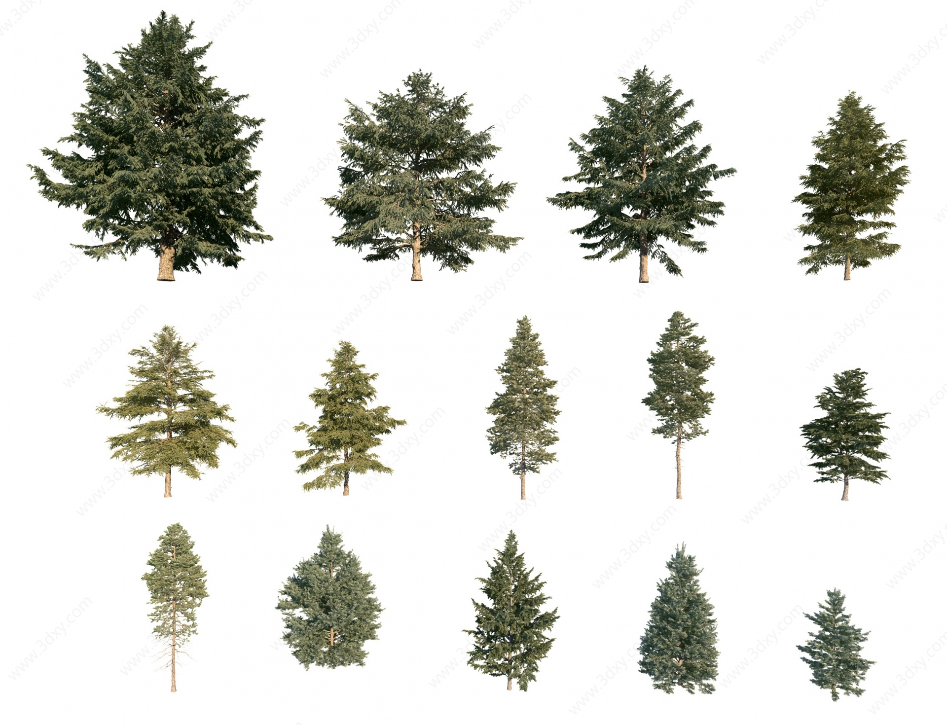 现代松树景观树3D模型