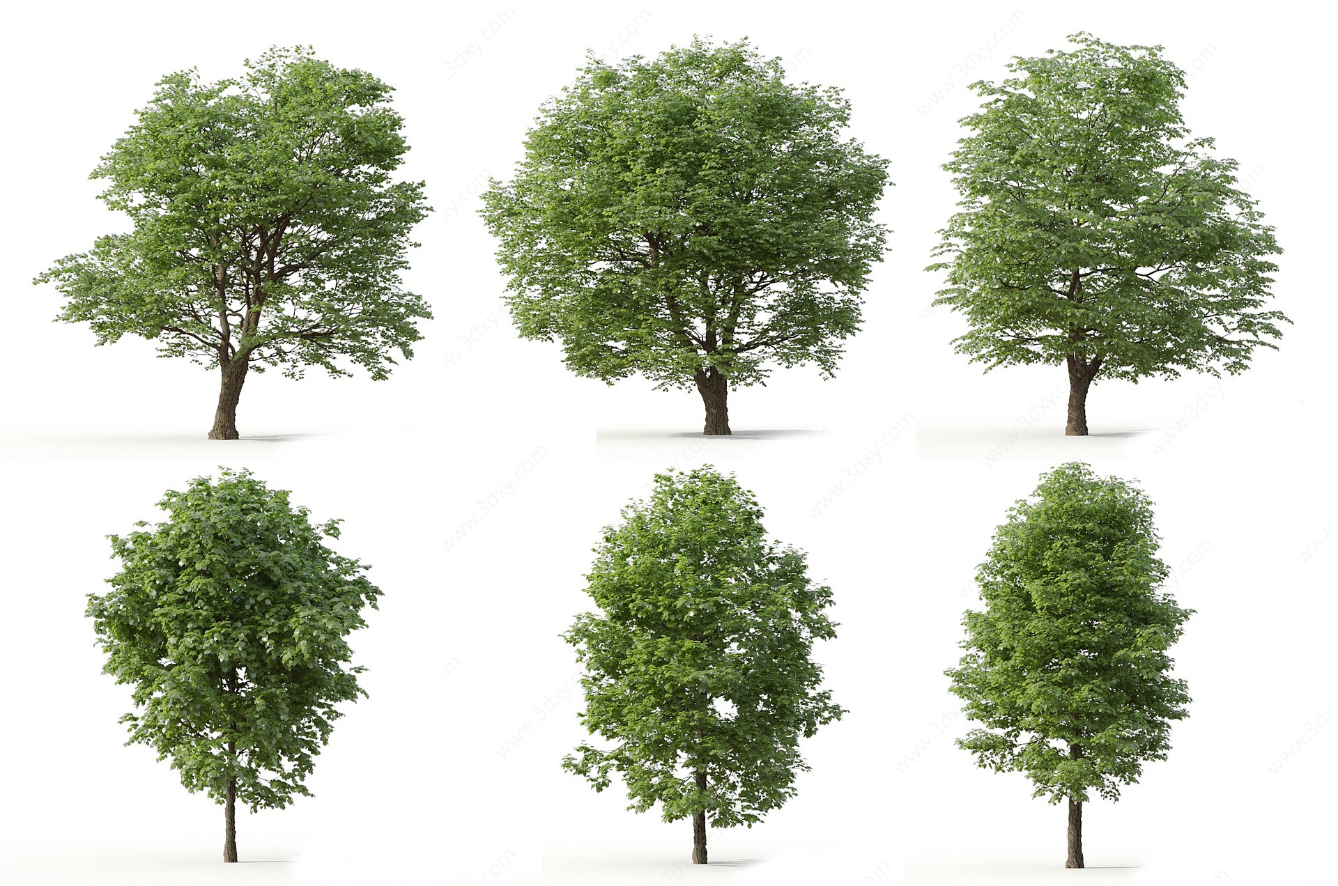 景观树行道树庭院树植物3D模型