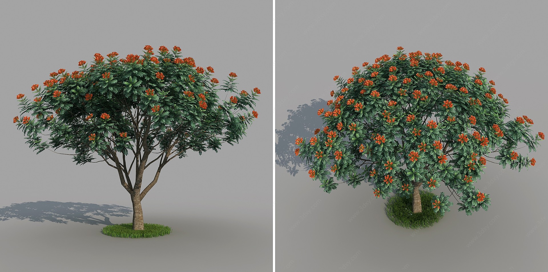 火焰树景观树植被树木3D模型