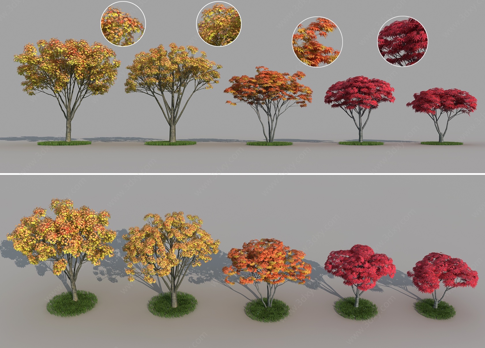 红枫三角枫枫树景观树3D模型